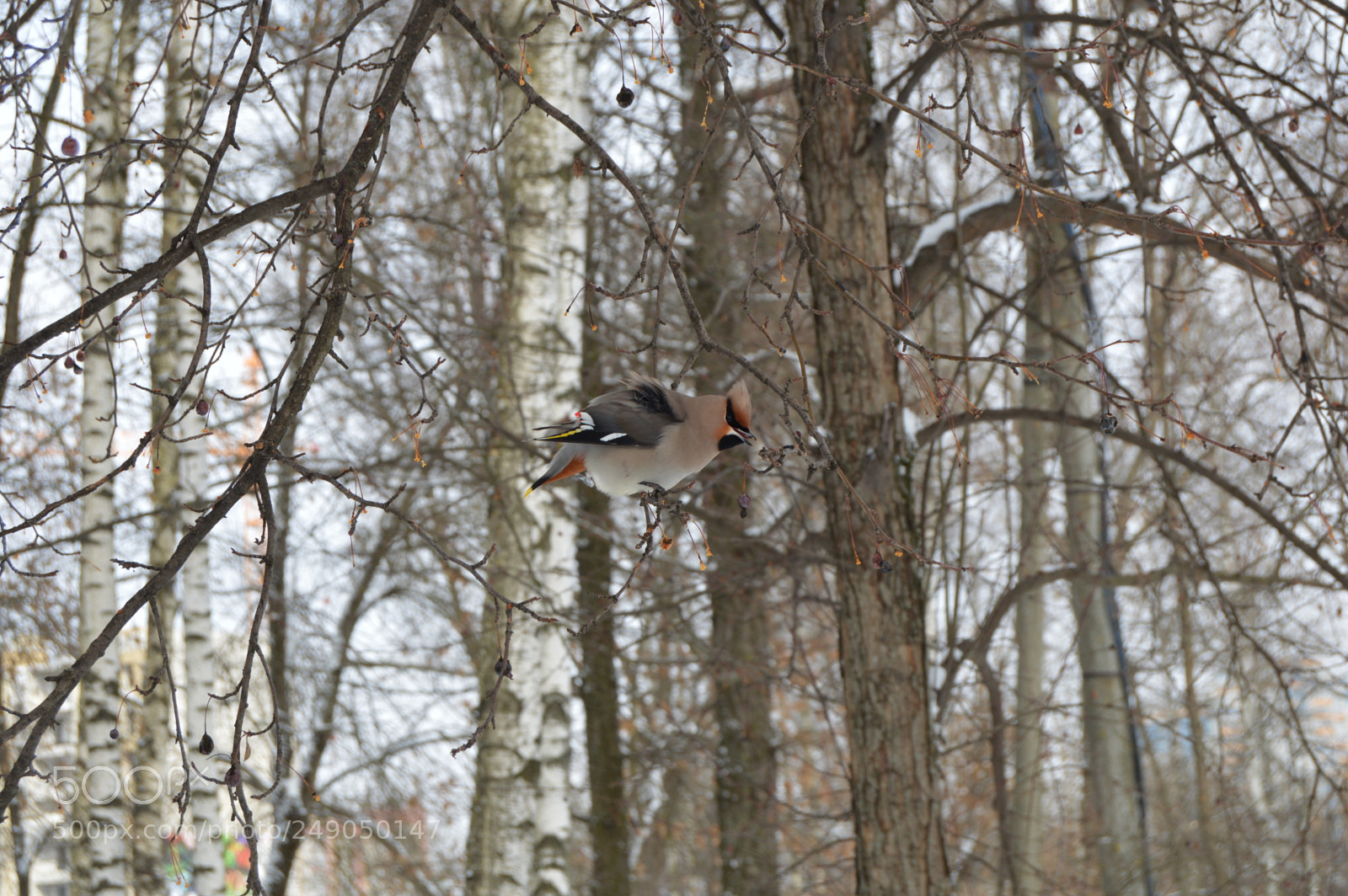 Nikon D3200 sample photo. Вестник весны photography