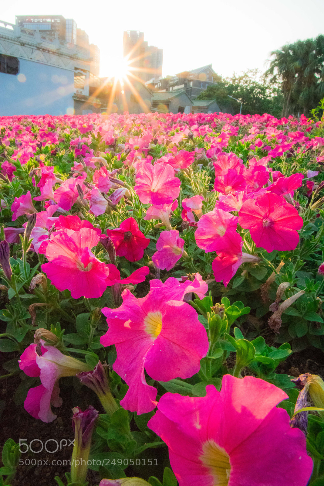 Nikon D810 sample photo. 逆光花朵 photography
