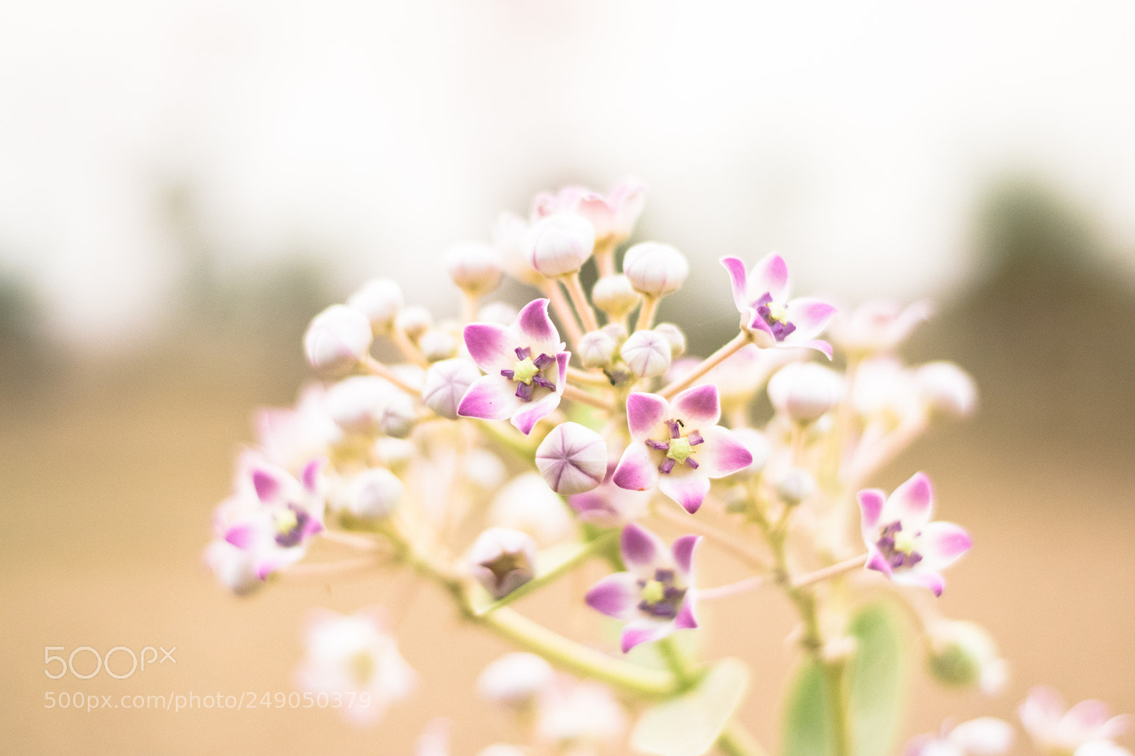 Nikon D5300 sample photo. Calotropis gigantea photography