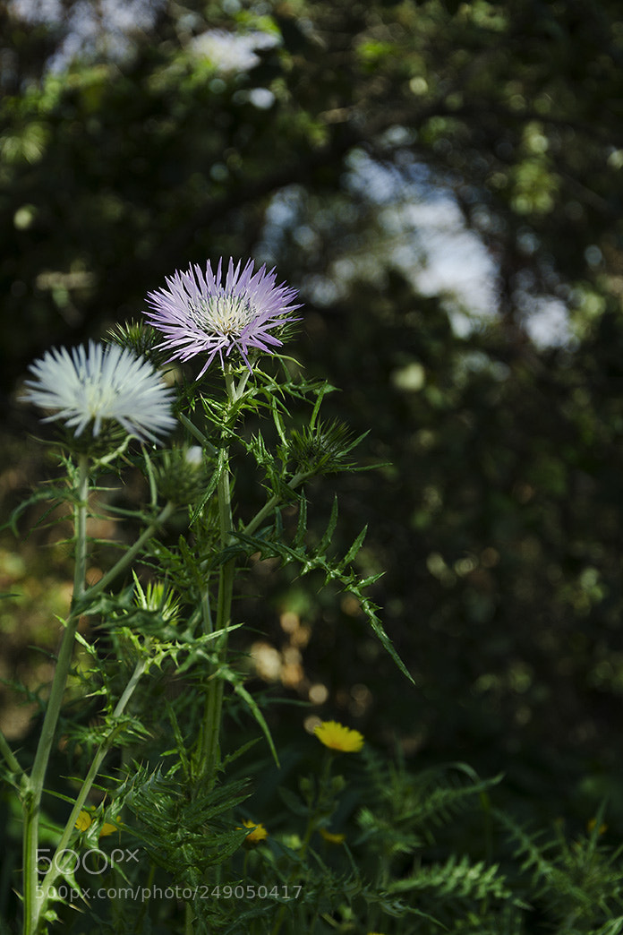 Nikon D7000 sample photo. Cardo photography