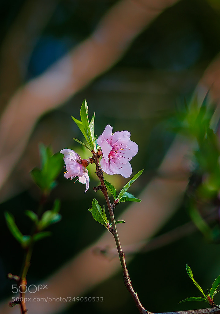 Canon EOS 5D Mark IV sample photo. Spring photography