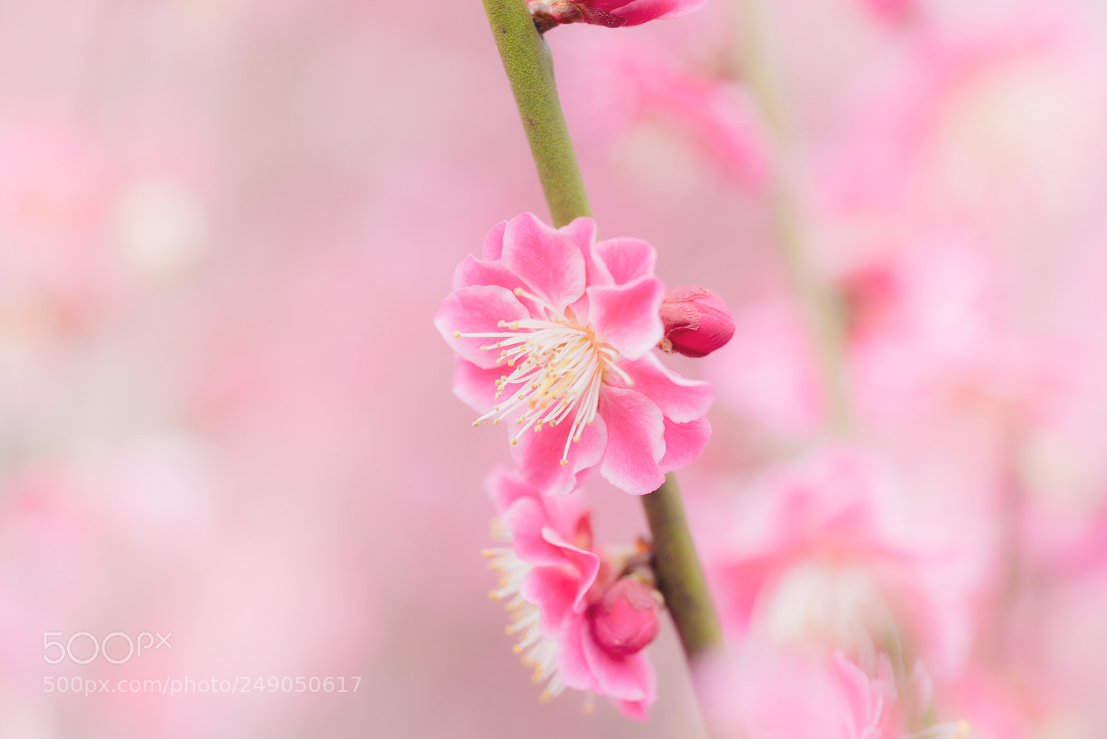 Sony a7R sample photo. Plum blossom photography