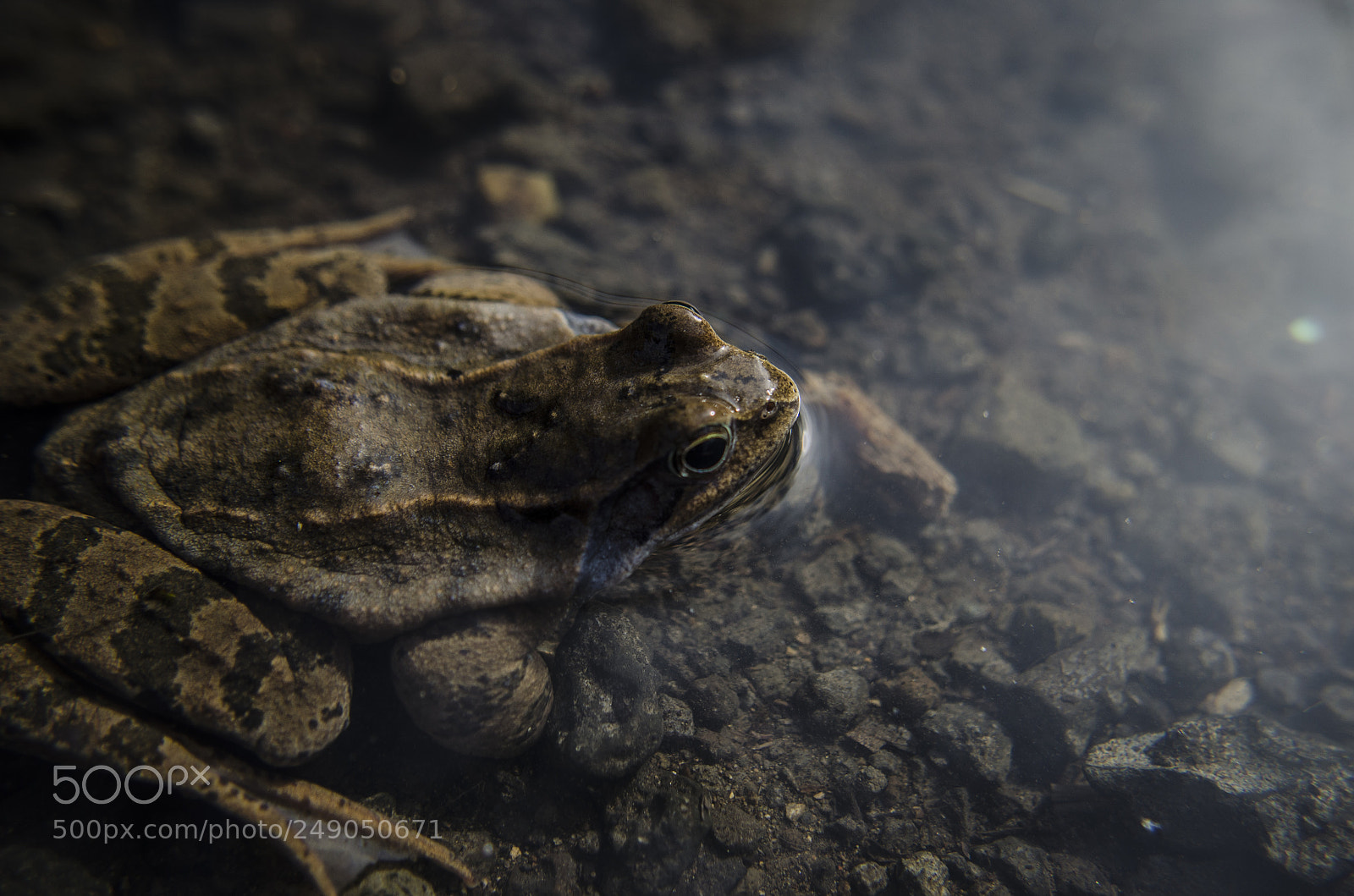 Nikon D5100 sample photo. The forest frog photography