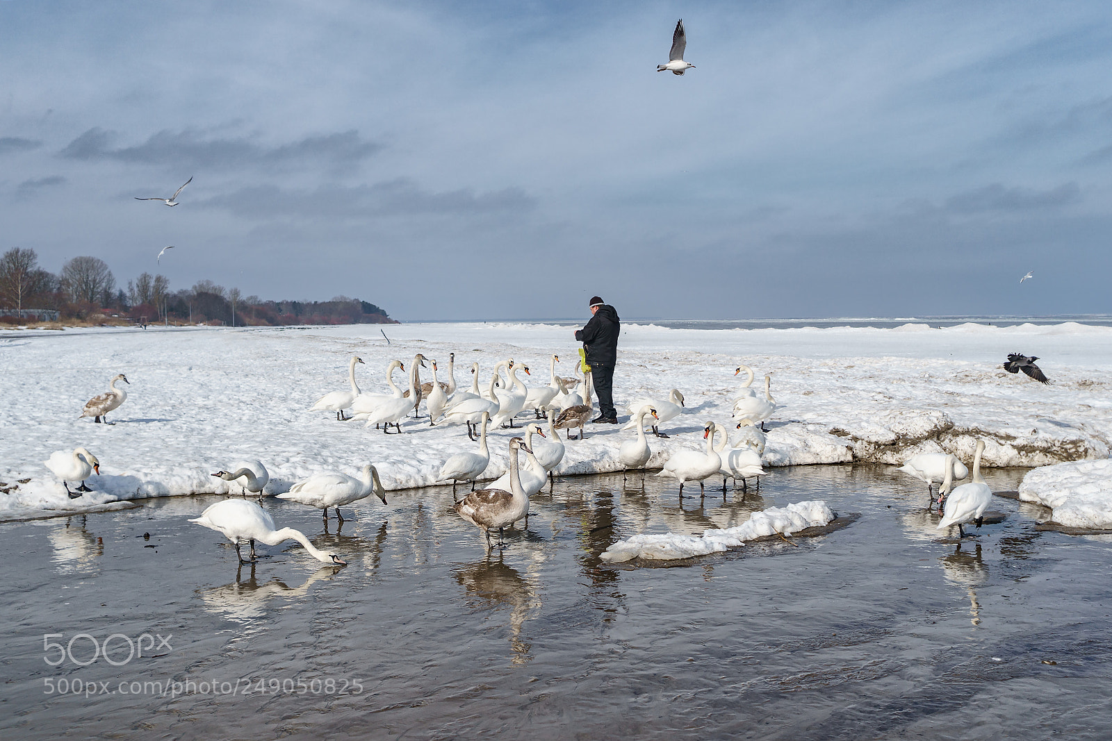 Sony a6500 sample photo. Swans on the bank photography