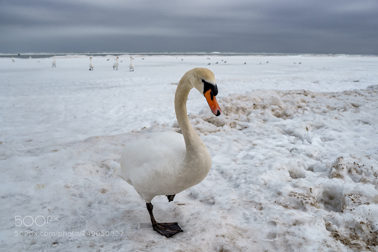 Sony a6500 sample photo. Swans on the bank photography