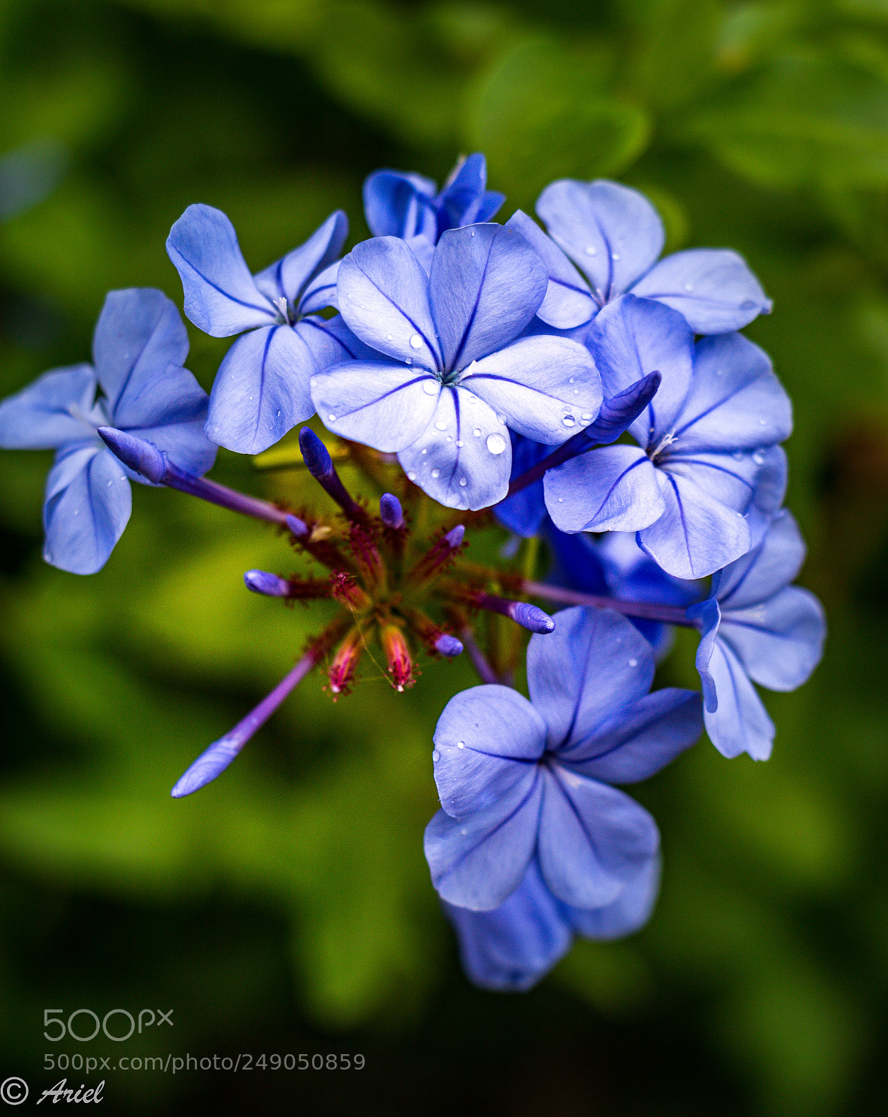 Canon EOS 80D sample photo. Glimpse of summer blooming photography