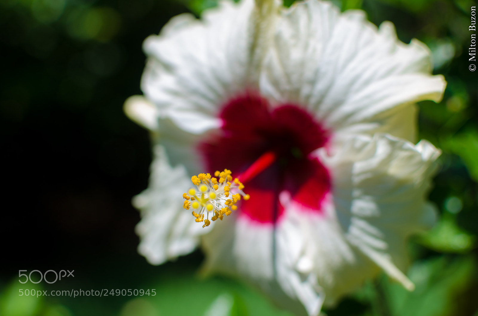 Nikon D7000 sample photo. A beautiful white hibiscus photography