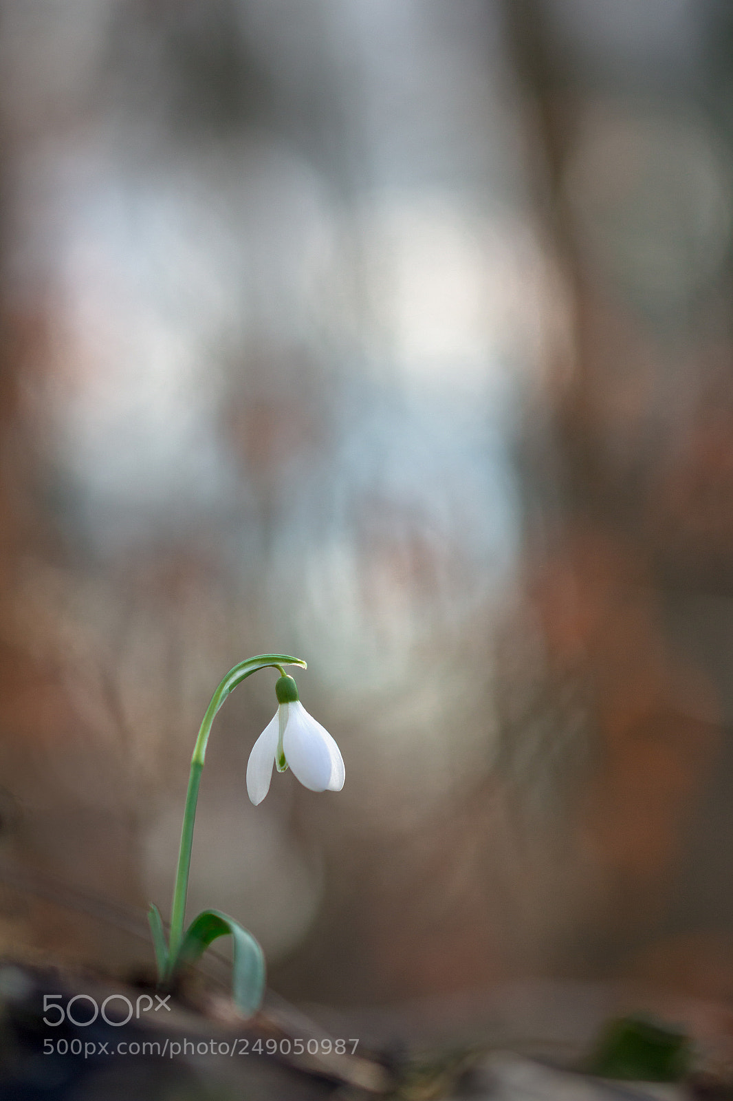 Canon EOS 600D (Rebel EOS T3i / EOS Kiss X5) sample photo. Flowers photography