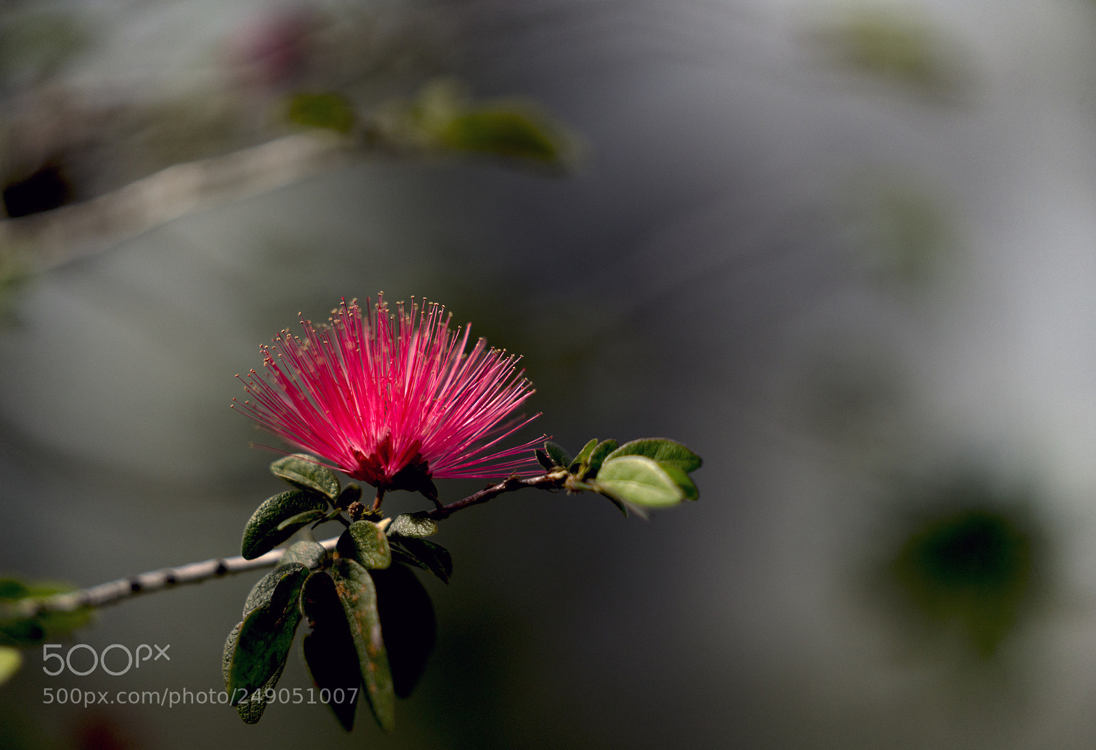 Sony a7R III sample photo. Red spiney flower close photography