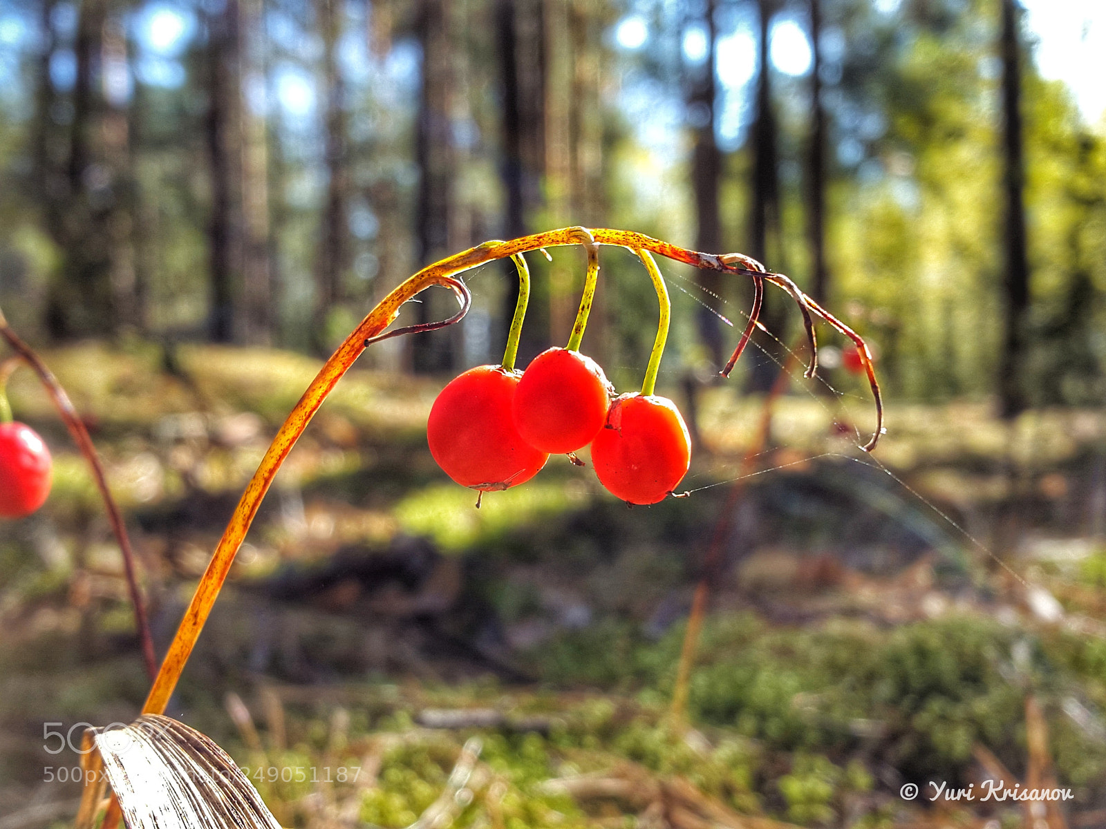 Samsung Galaxy Alpha sample photo. Berries lily of the photography
