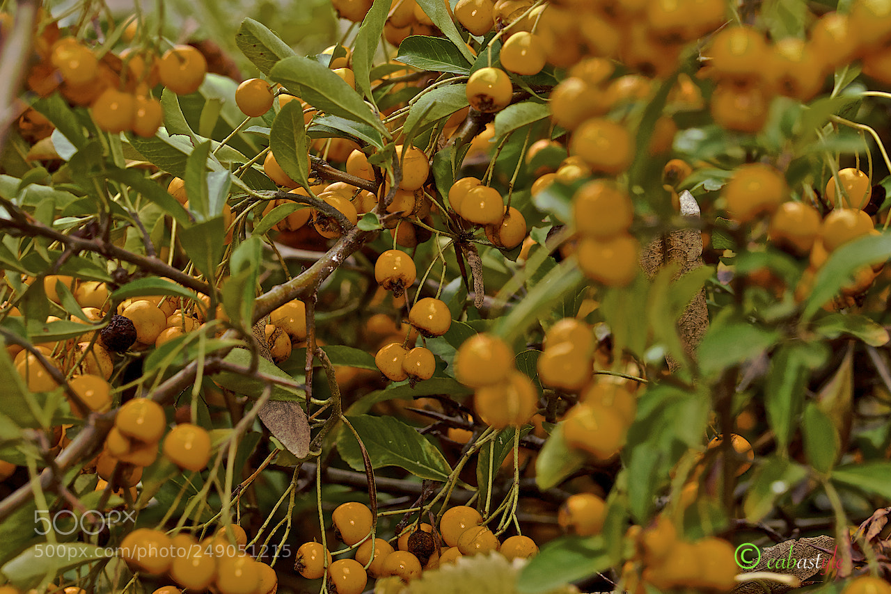 Nikon D5100 sample photo. Giallo naturale photography