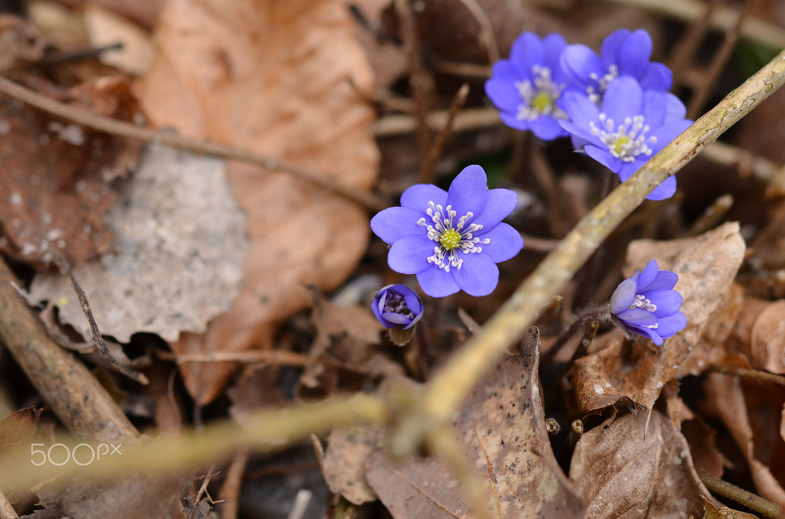 Nikon D5100 + Nikon AF-S Micro-Nikkor 60mm F2.8G ED sample photo. Leberblümchen photography