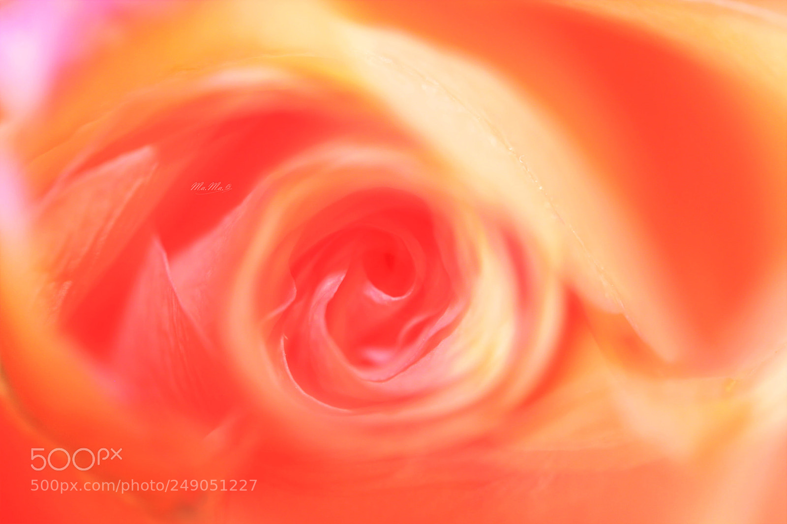 Canon EOS 50D sample photo. Beauty of a rose photography