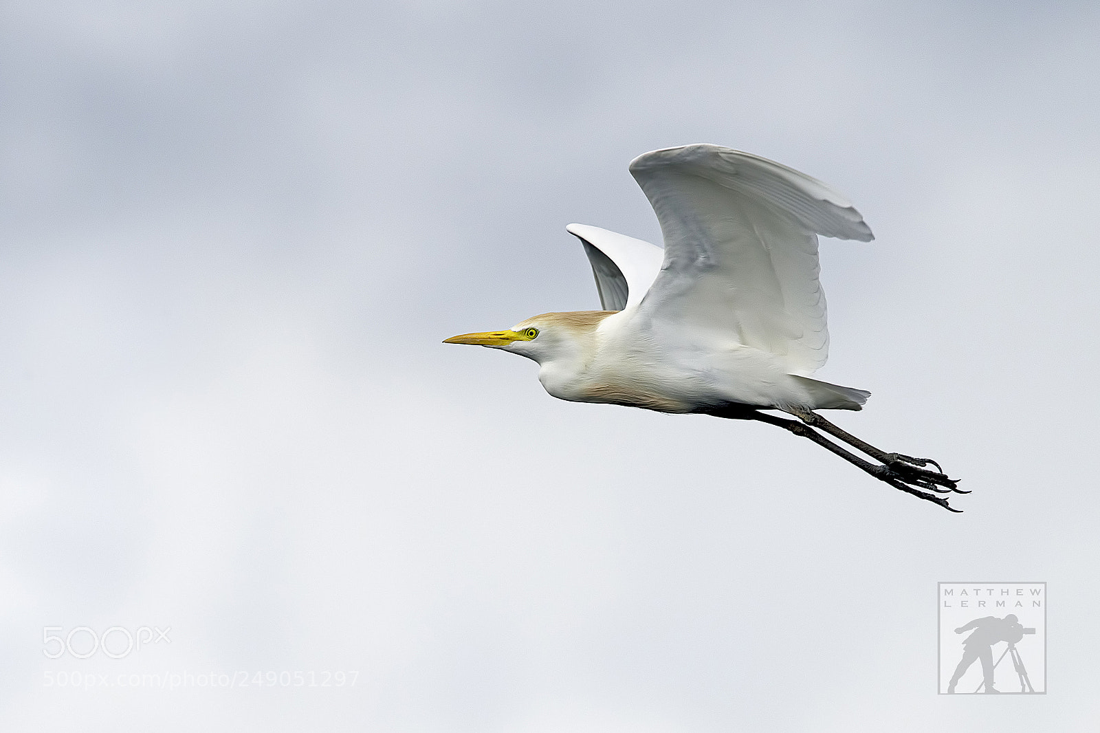 Nikon D810 sample photo. Flying high 1676 photography