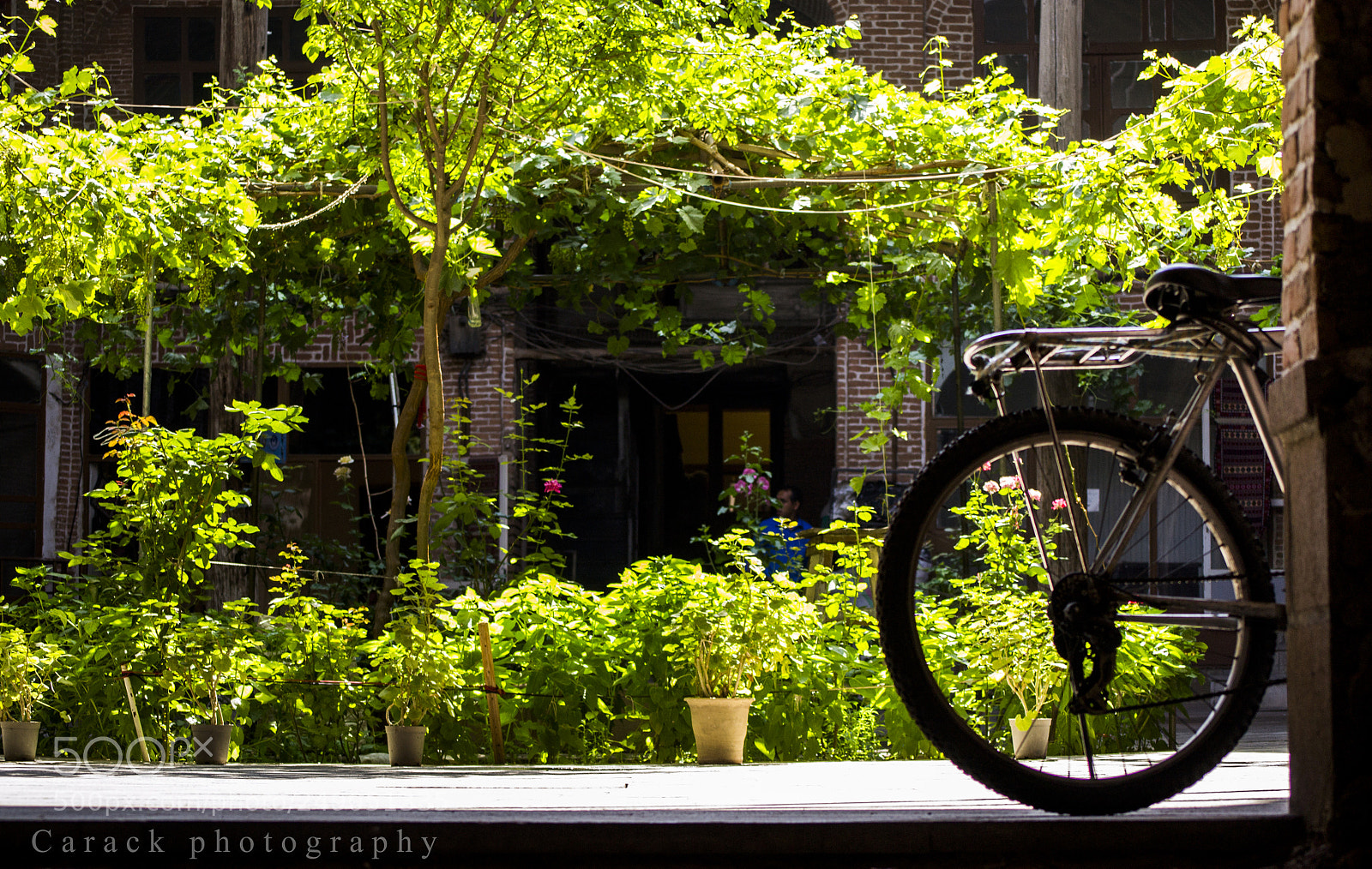 Nikon D3100 sample photo. Sheet photography