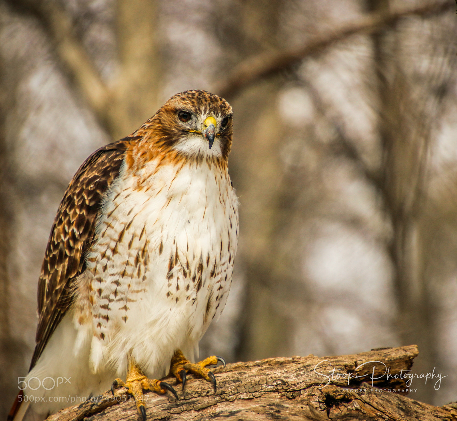 Canon EOS 80D sample photo. Redtail hawk edited mg photography