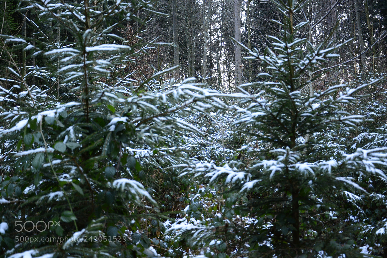 Nikon D7100 sample photo. Last snow photography