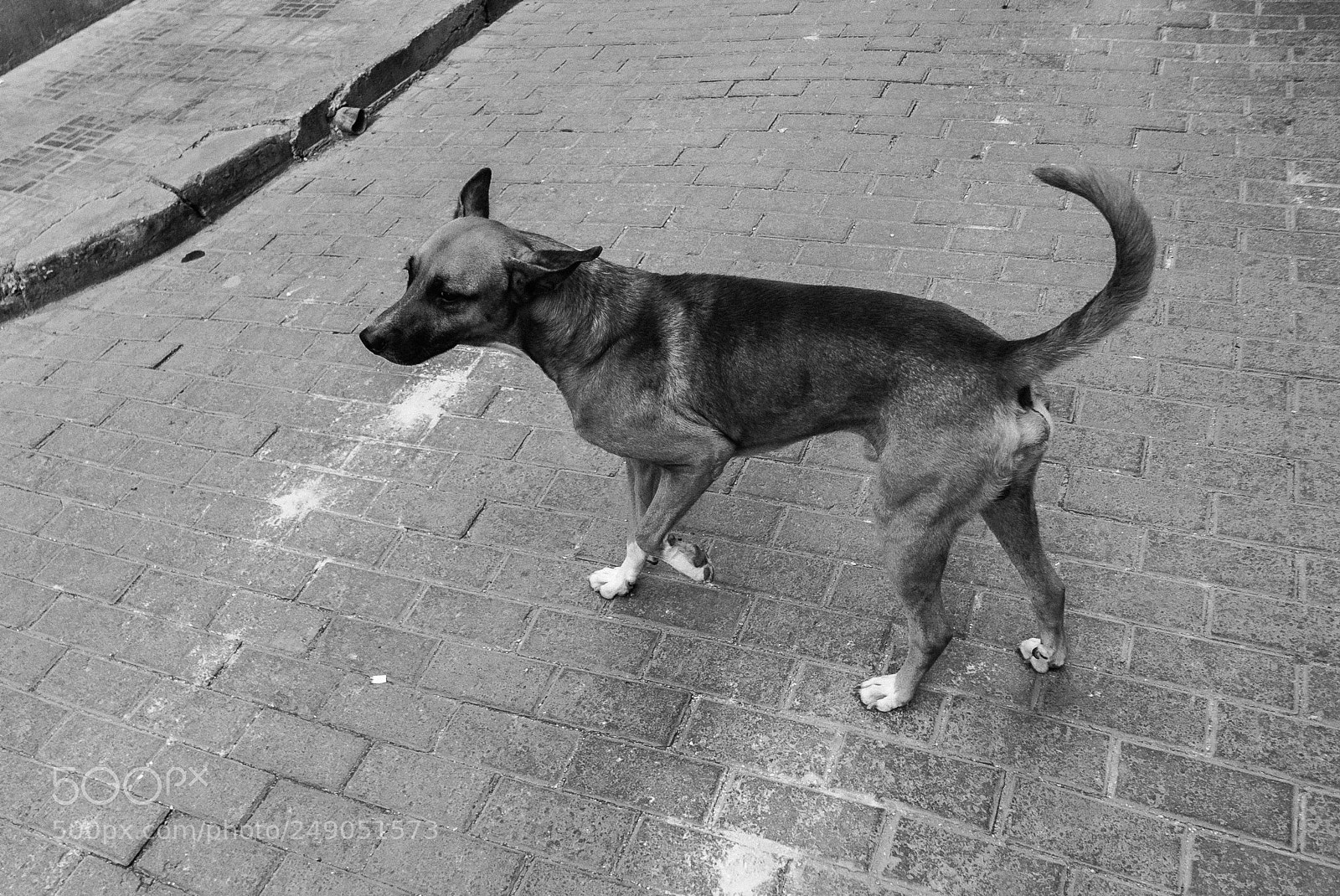 Panasonic Lumix DMC-LX100 sample photo. A dog in havana... photography