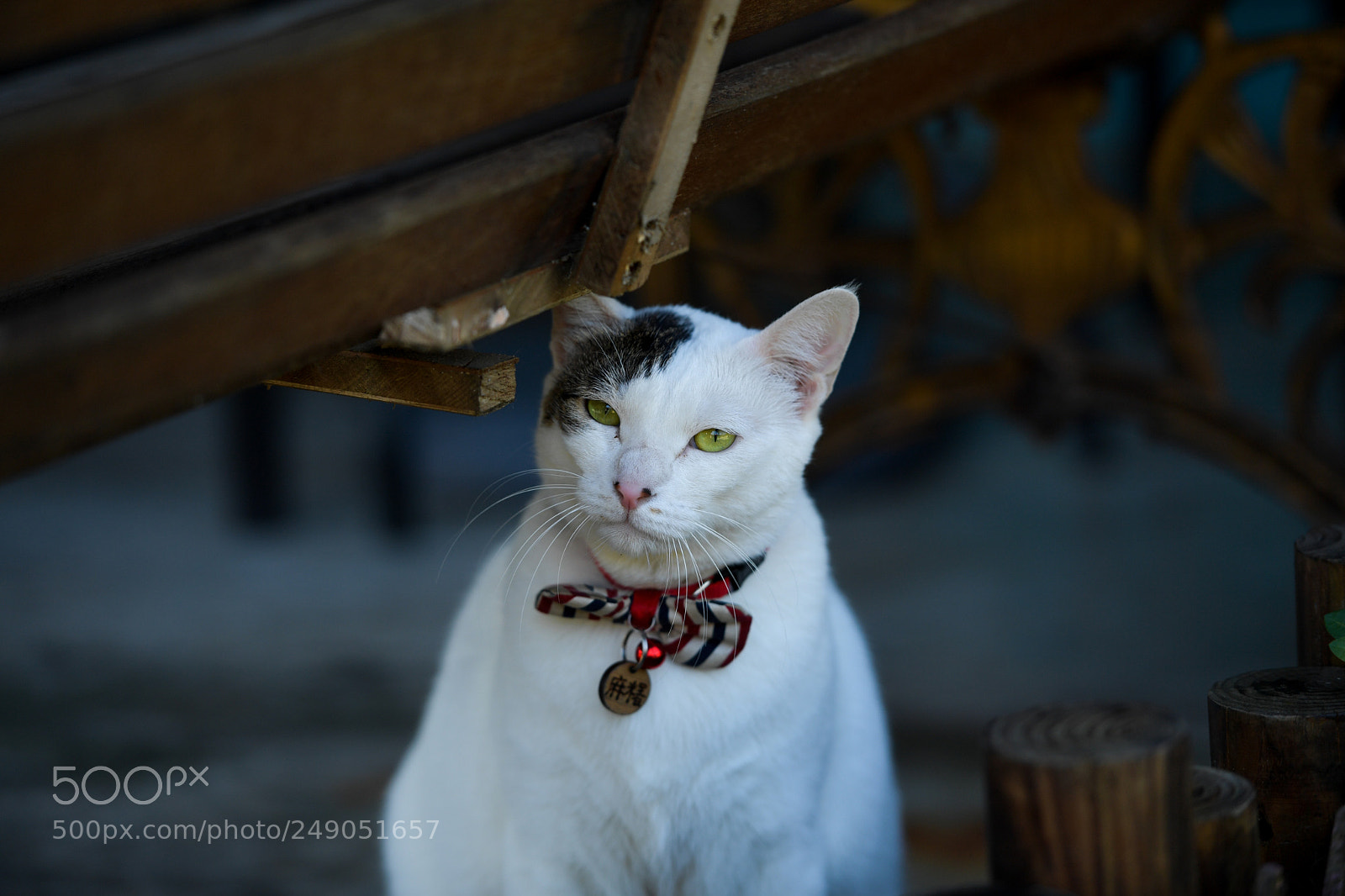 Nikon D5 sample photo. 猴硐的貓 photography