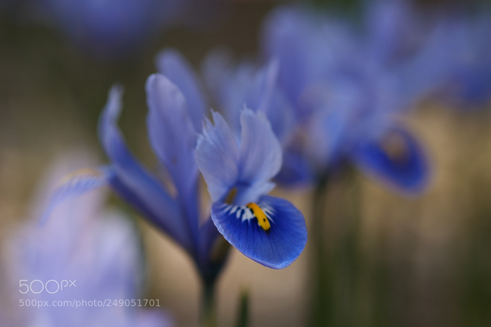 Panasonic Lumix DC-G9 sample photo. Iris photography