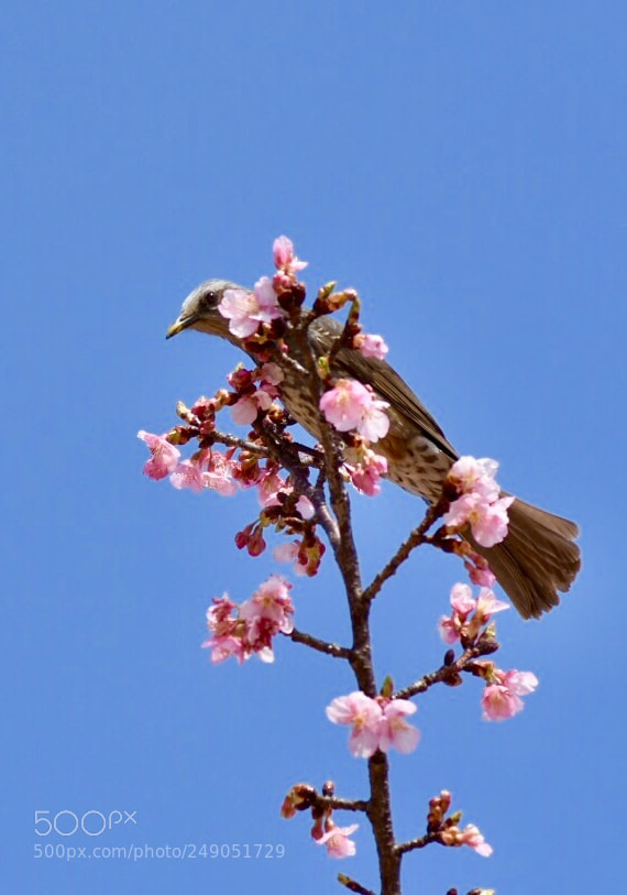 Nikon D7200 sample photo. Cherry blossoms & bird. photography