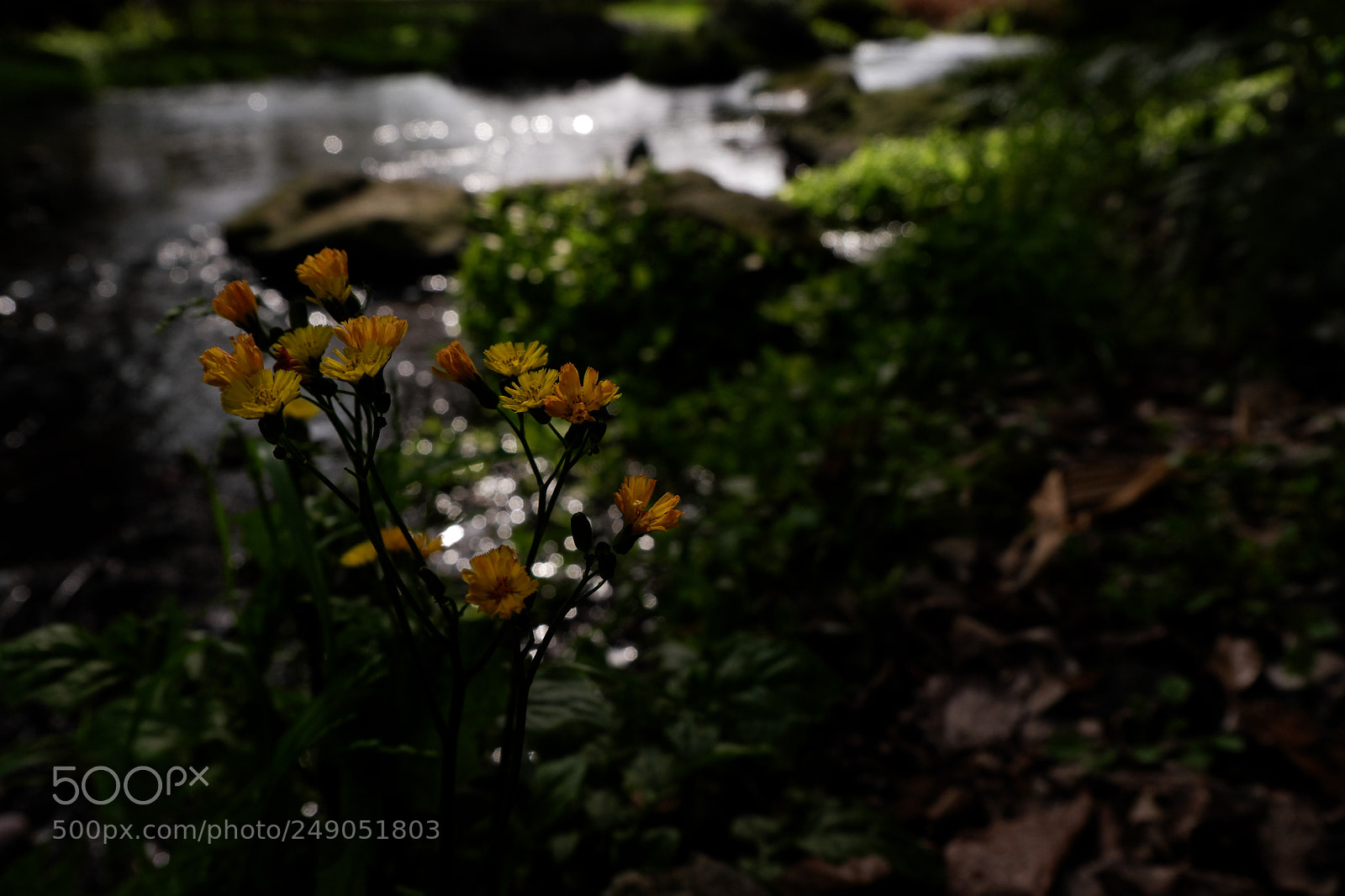 Fujifilm X-A3 sample photo. Yellow flowers in early photography