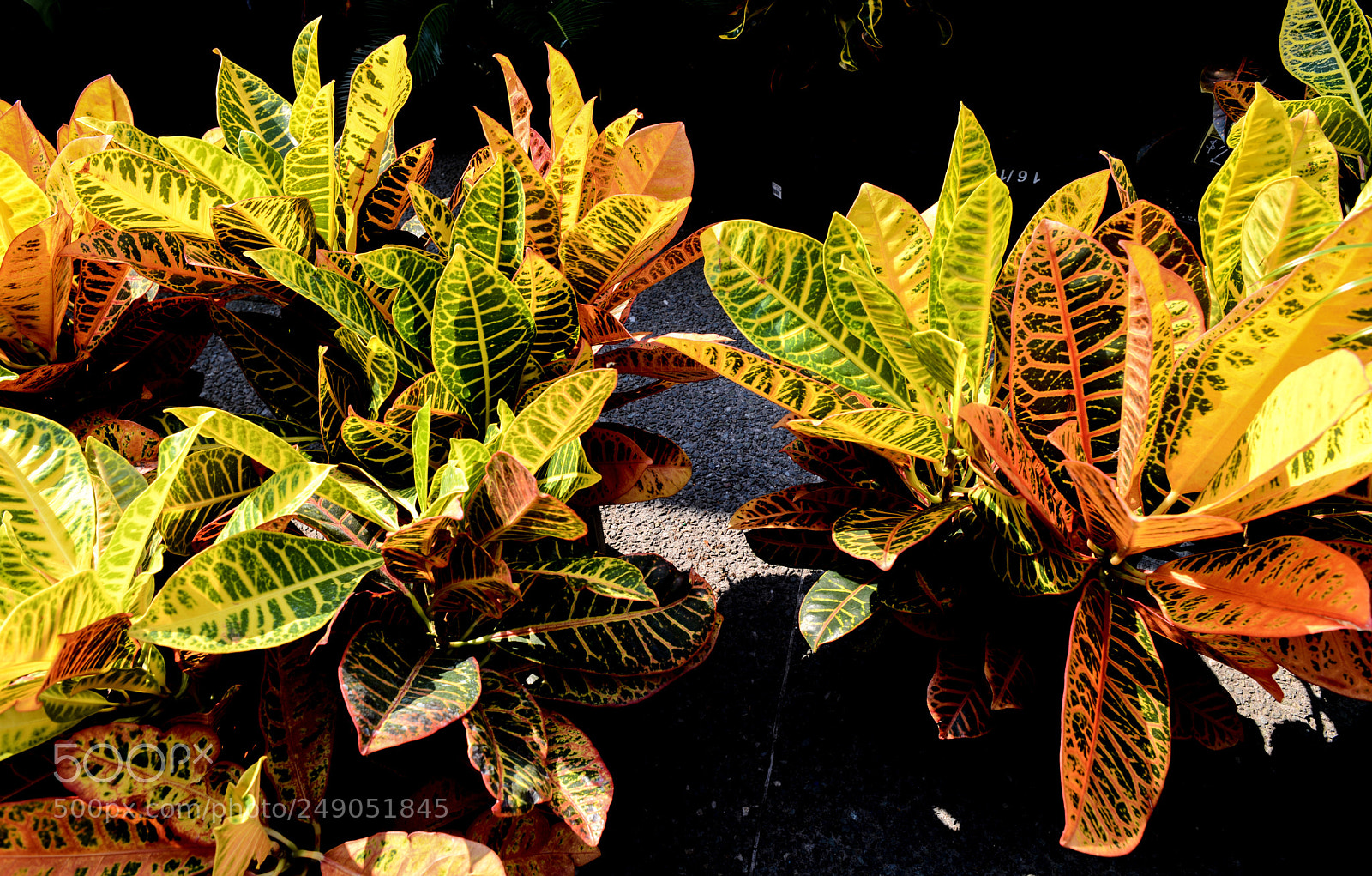 Nikon D600 sample photo. Tropical plants photography