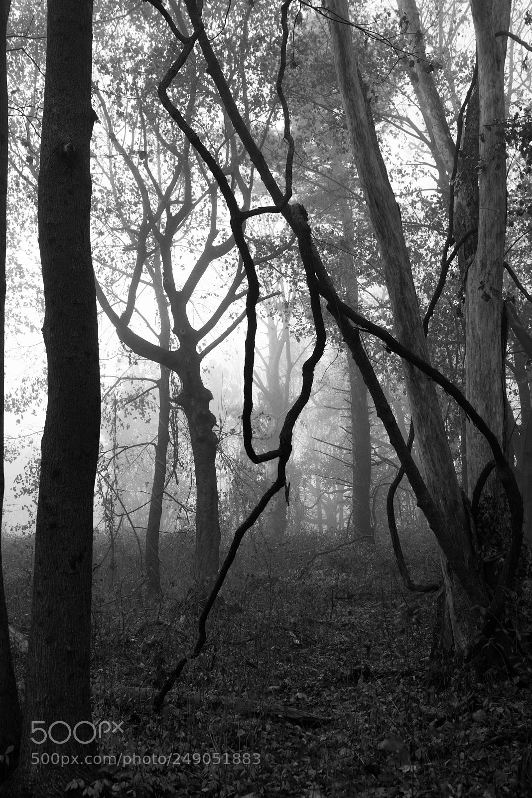Pentax K-1 sample photo. Forest in fog photography