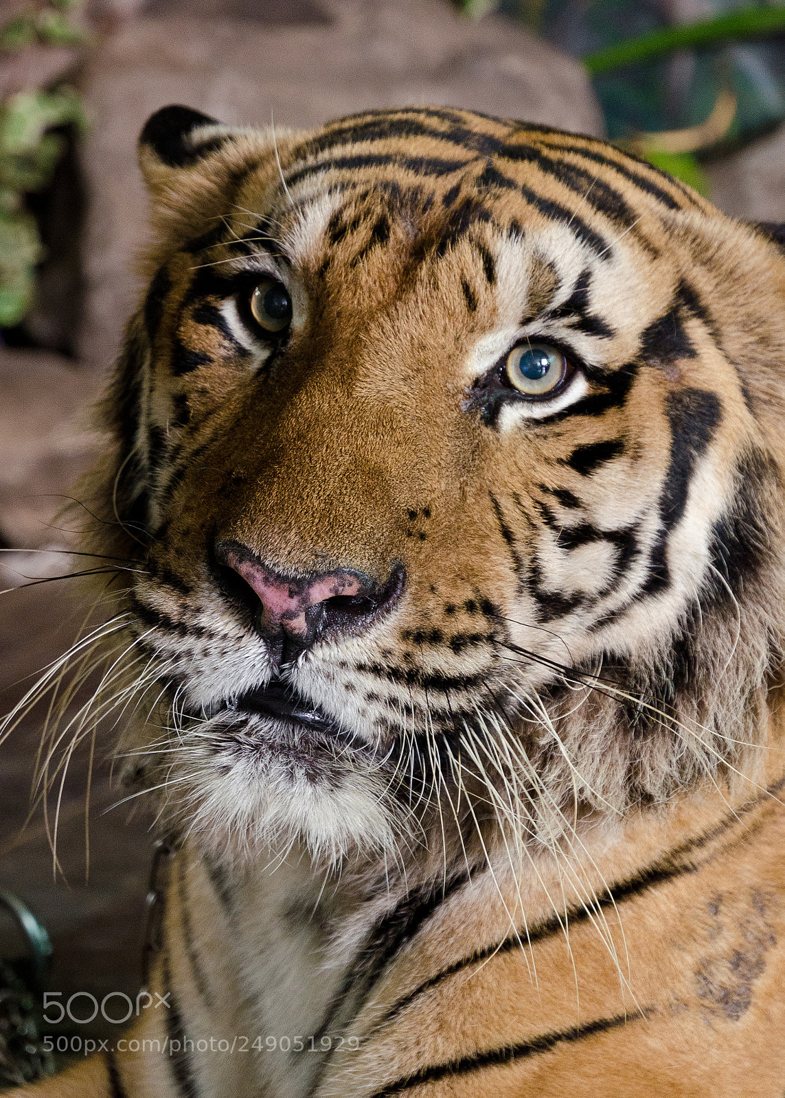 Nikon D7000 sample photo. Tiger portrait in thailand photography