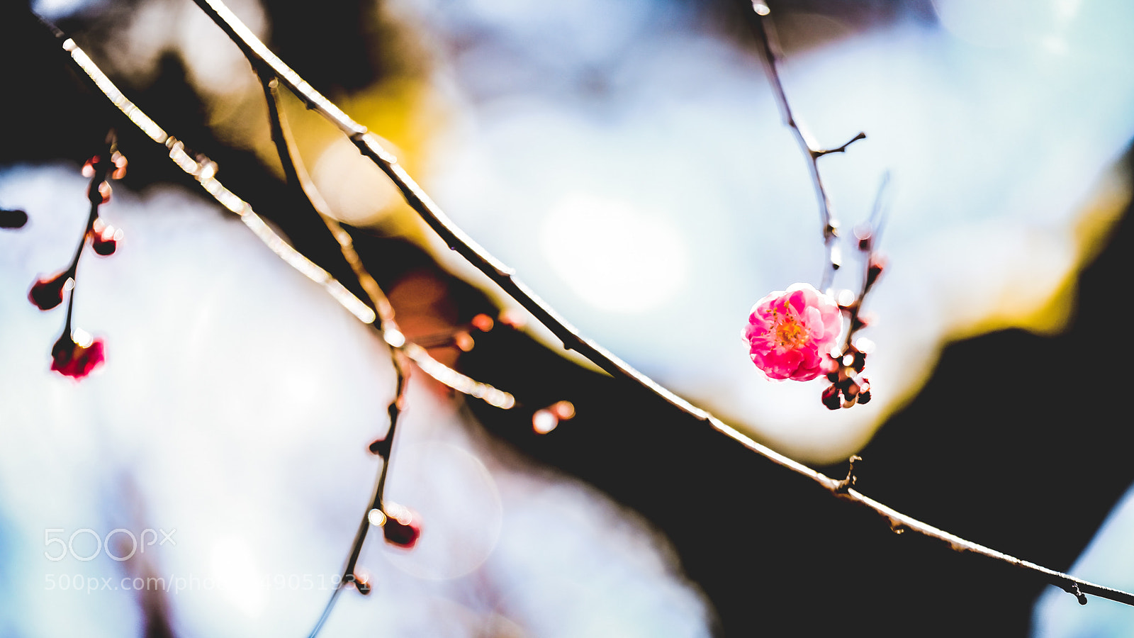 Fujifilm X-Pro2 sample photo. Plum blossom photography