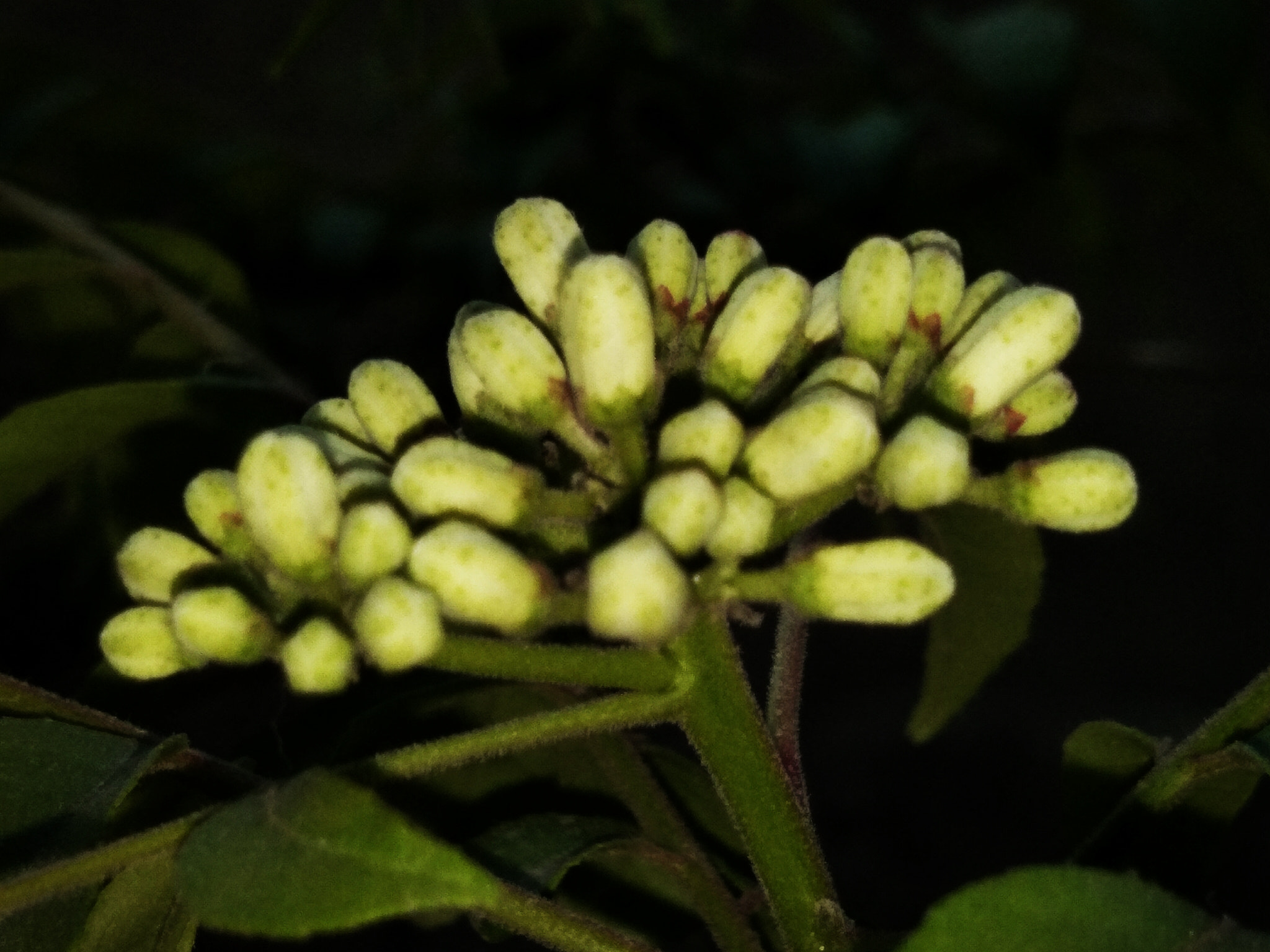 vivo Y55s sample photo