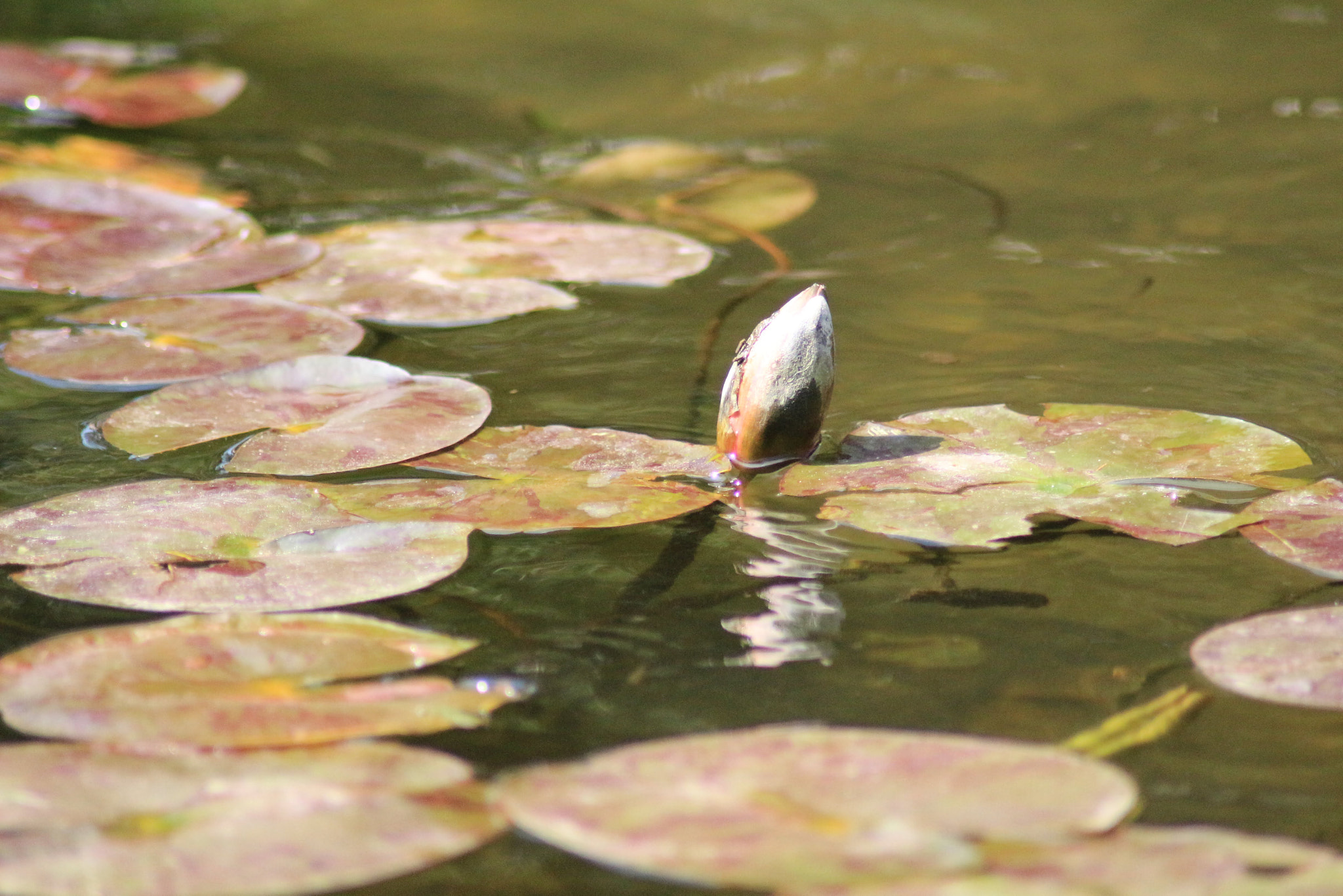 Canon EOS 700D (EOS Rebel T5i / EOS Kiss X7i) sample photo. Lily in the sun photography