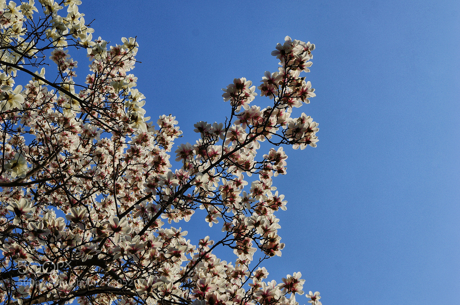 Pentax K-3 II sample photo. Untitled photography