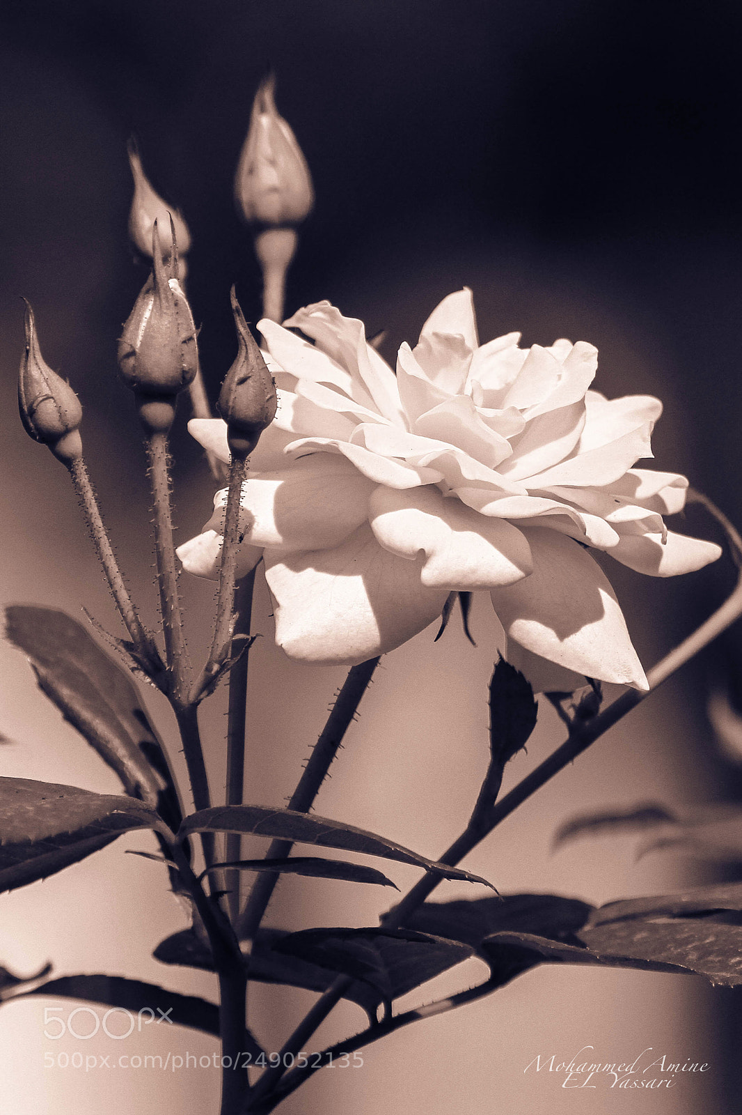 Canon EOS 7D sample photo. Flower photography