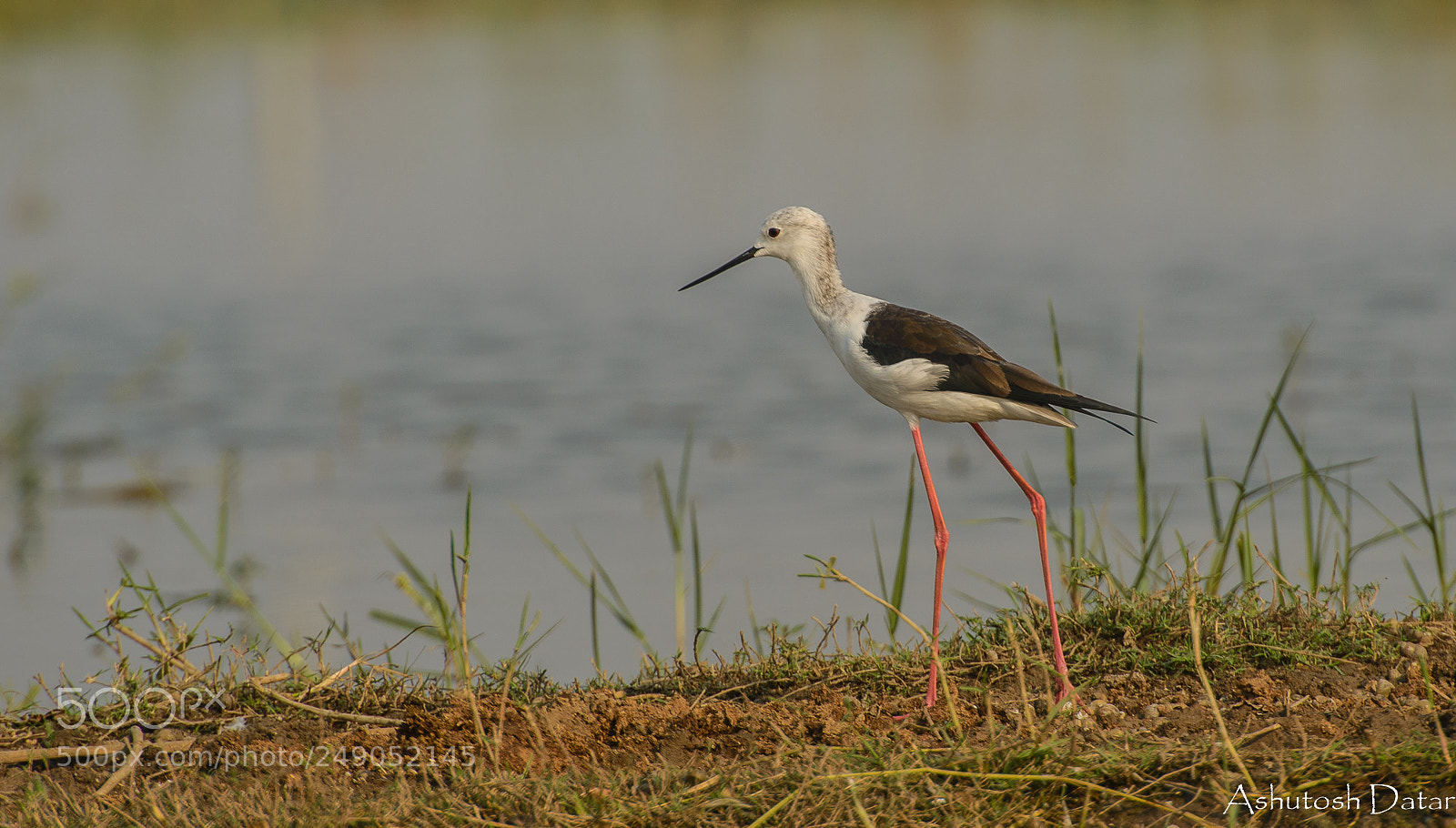 Nikon D610 sample photo. Black-winged stilt photography