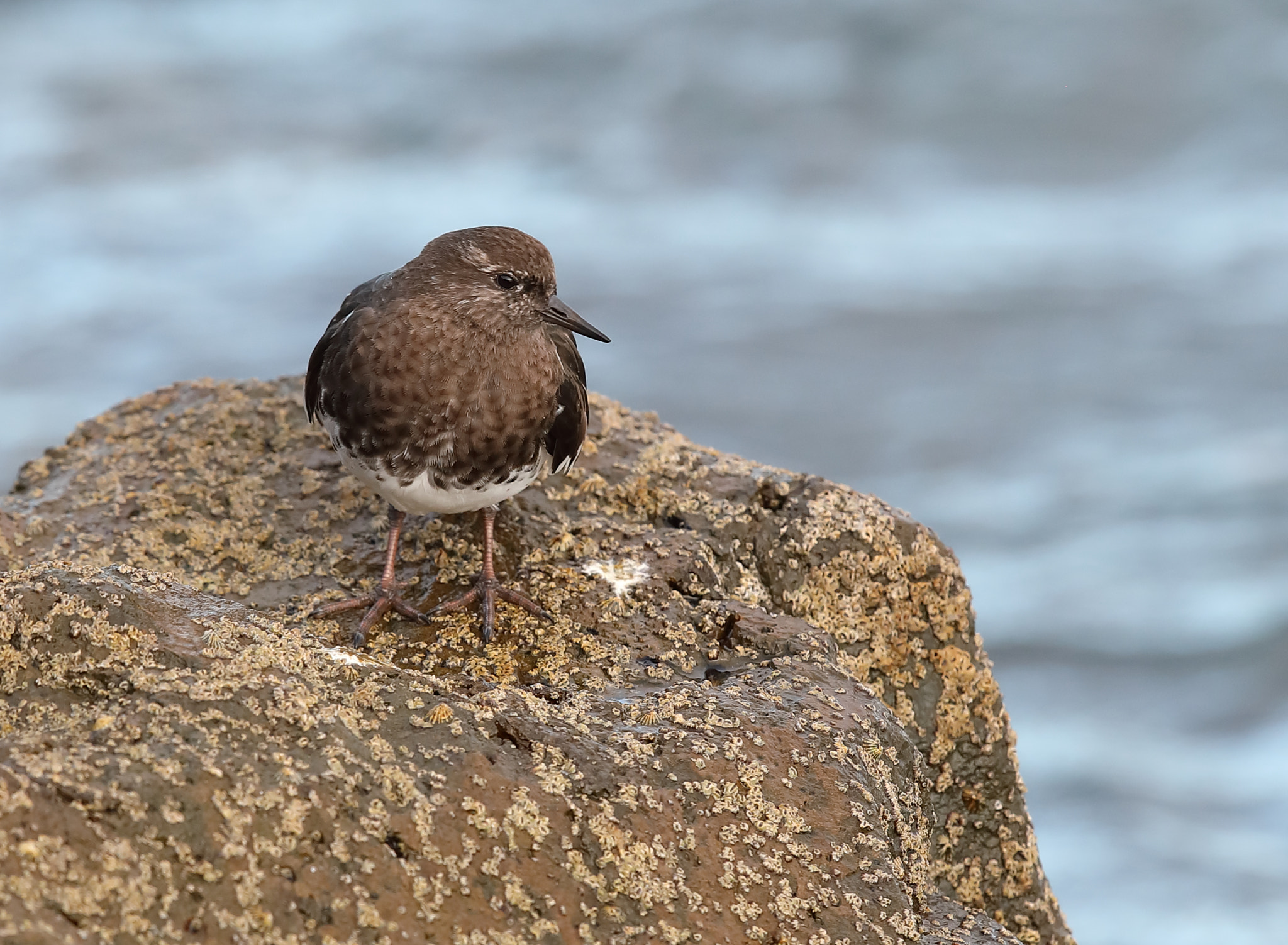 Canon EOS 5D Mark IV + Canon EF 500mm F4L IS II USM sample photo. Black turnstone photography