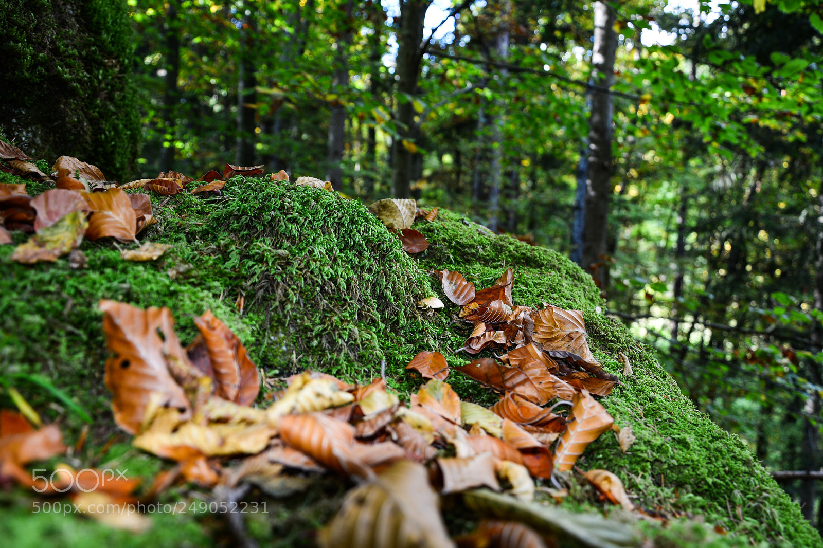 Nikon D7100 sample photo. Lonely photography