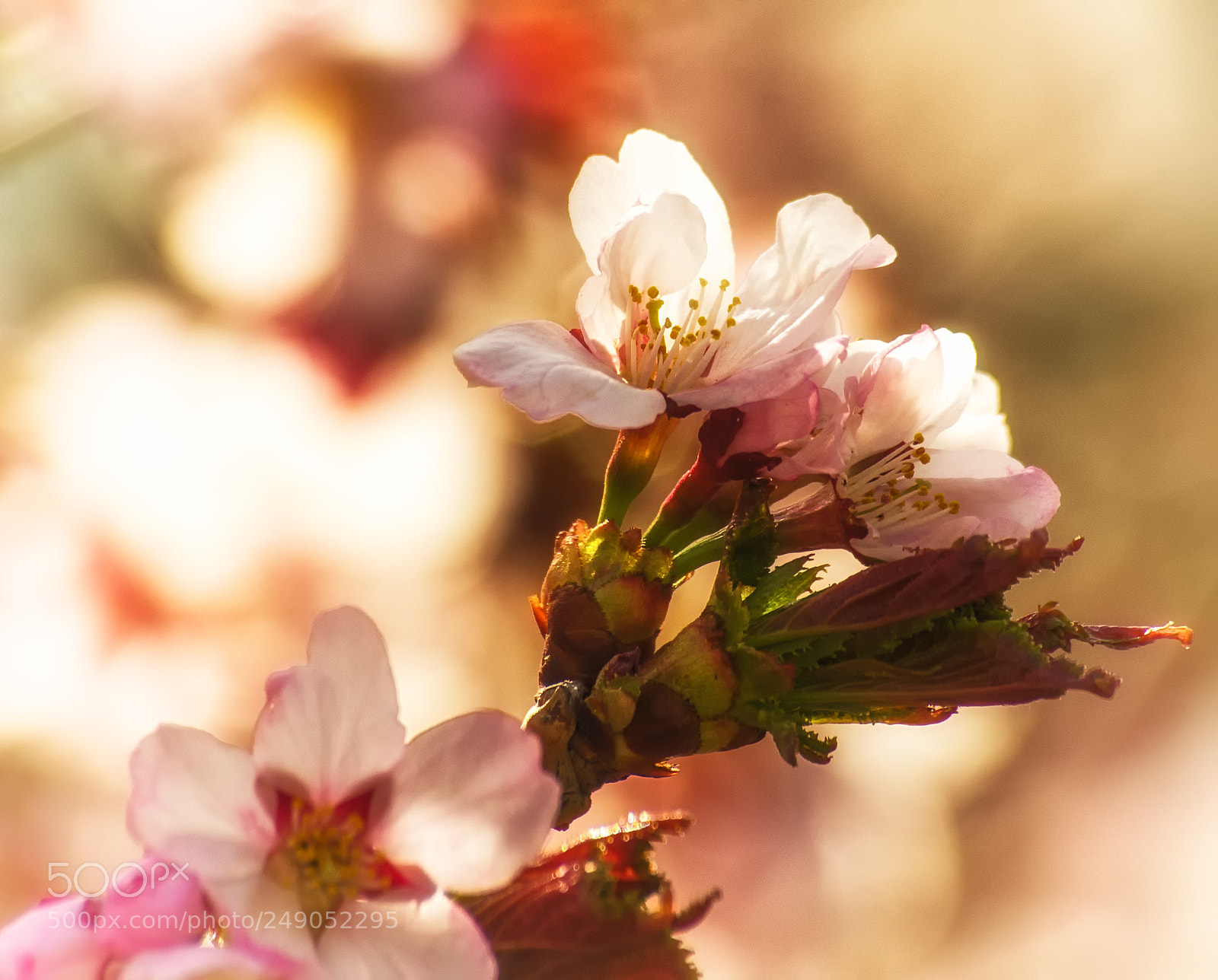 Pentax K-5 sample photo. Sakura photography
