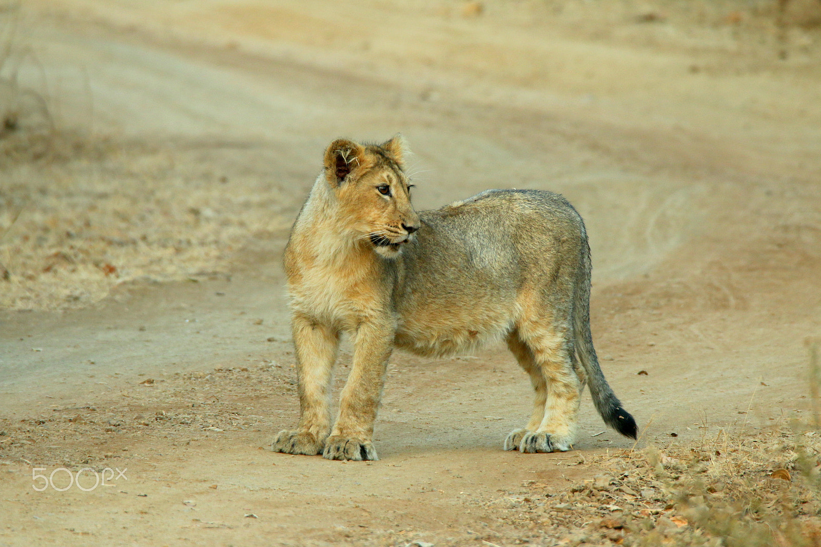 Canon EOS 70D + Canon EF 100-400mm F4.5-5.6L IS II USM sample photo. Lion cub photography