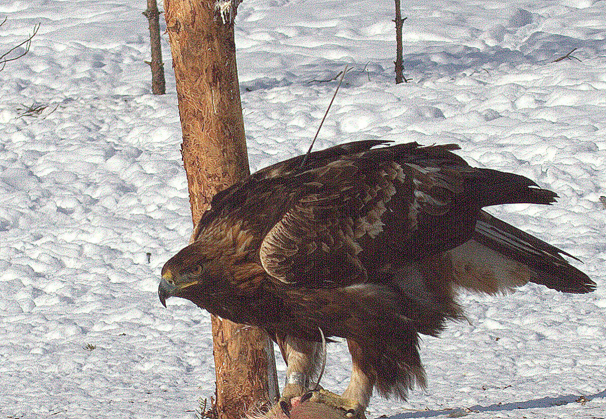 Canon EOS 7D + Canon EF 100-400mm F4.5-5.6L IS USM sample photo. Hungry eagle in wilderness. photography