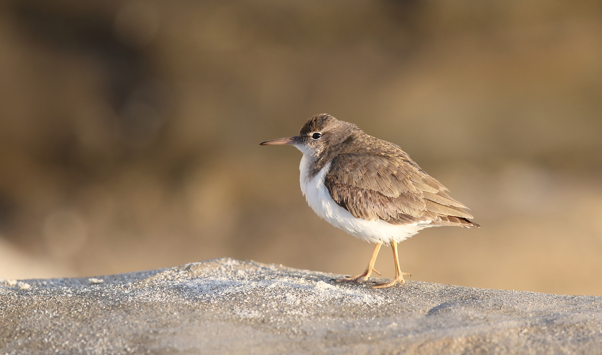 Canon EF 500mm F4L IS II USM sample photo. Spotted sandpiper photography