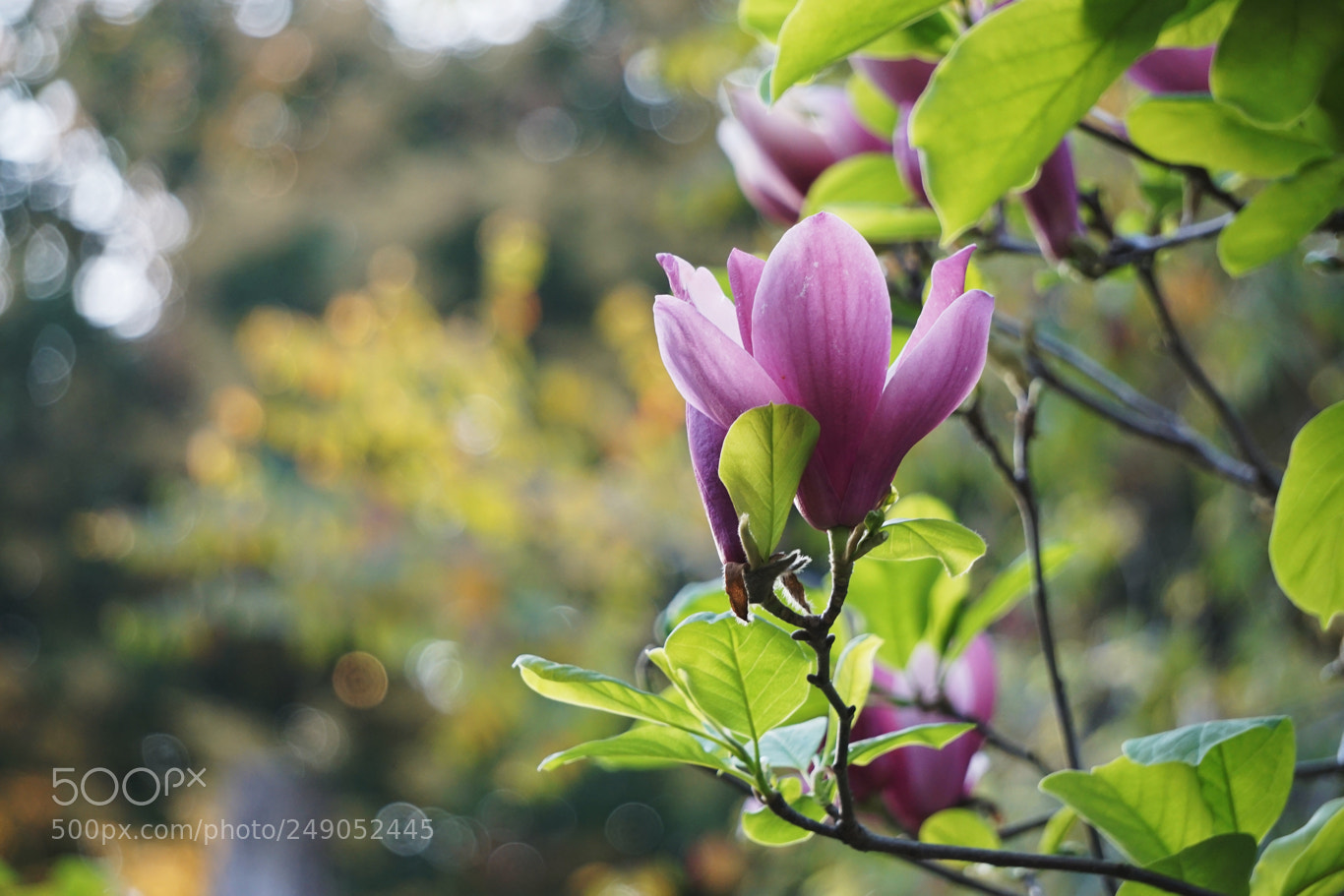 Sony a6000 sample photo. 木兰 photography