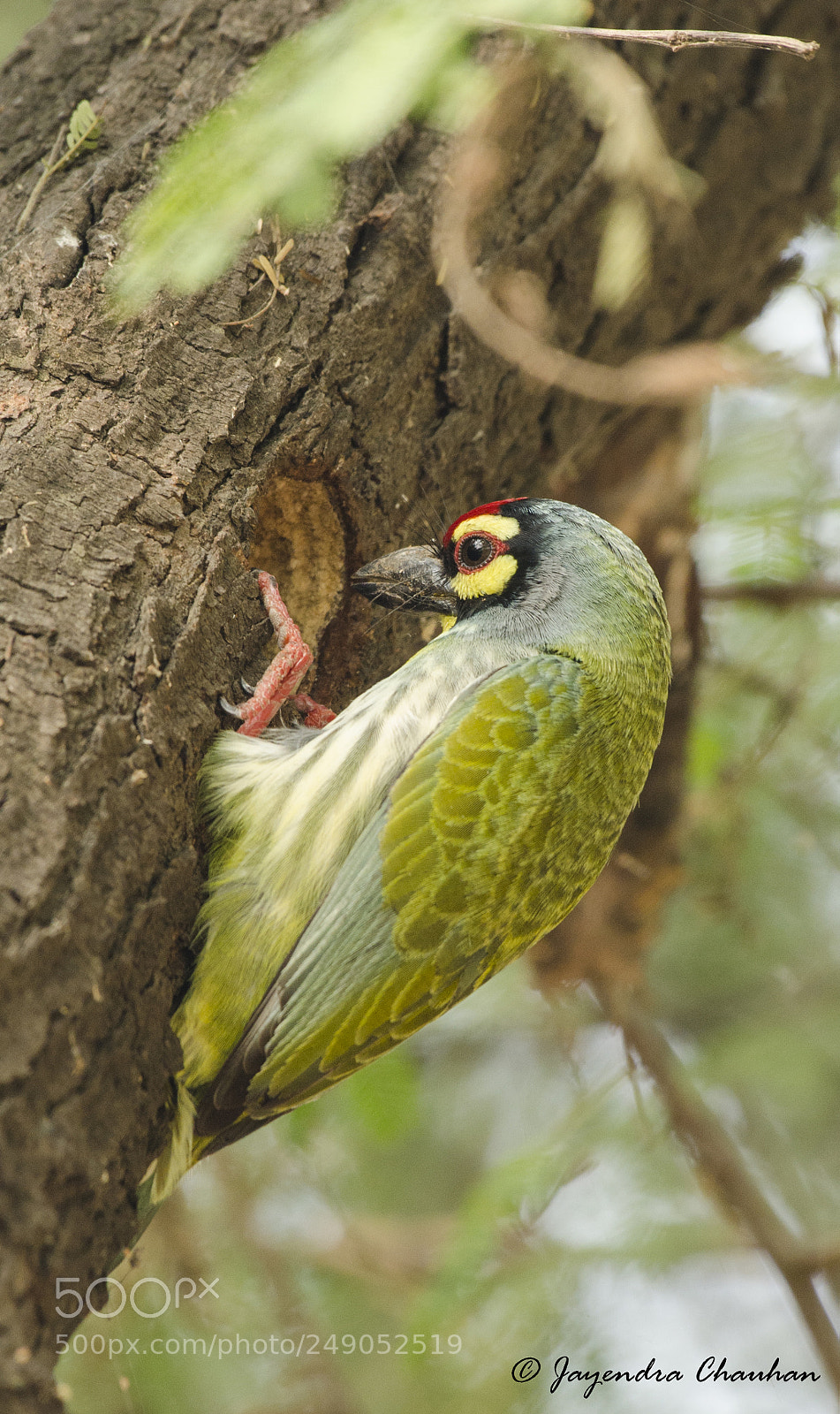 Nikon D5100 sample photo. Coppersmith barbet photography