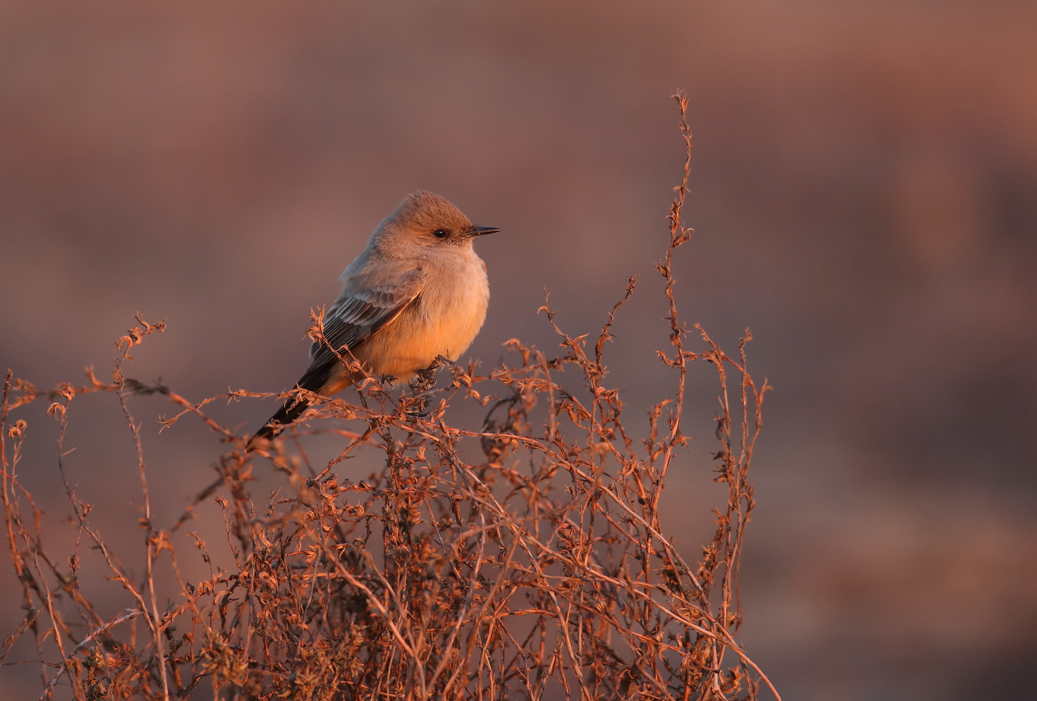 Canon EOS 5D Mark IV + Canon EF 500mm F4L IS II USM sample photo. Say's phoebe photography