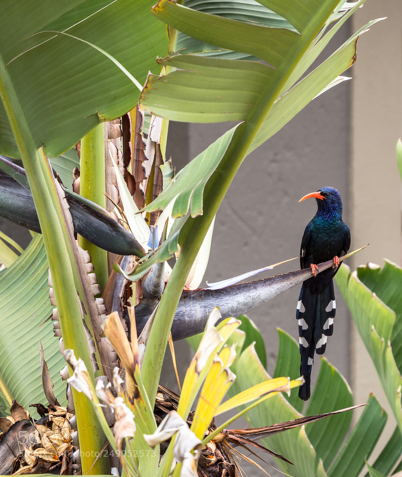 Olympus OM-D E-M10 II sample photo. Violet wood-hoopoe photography