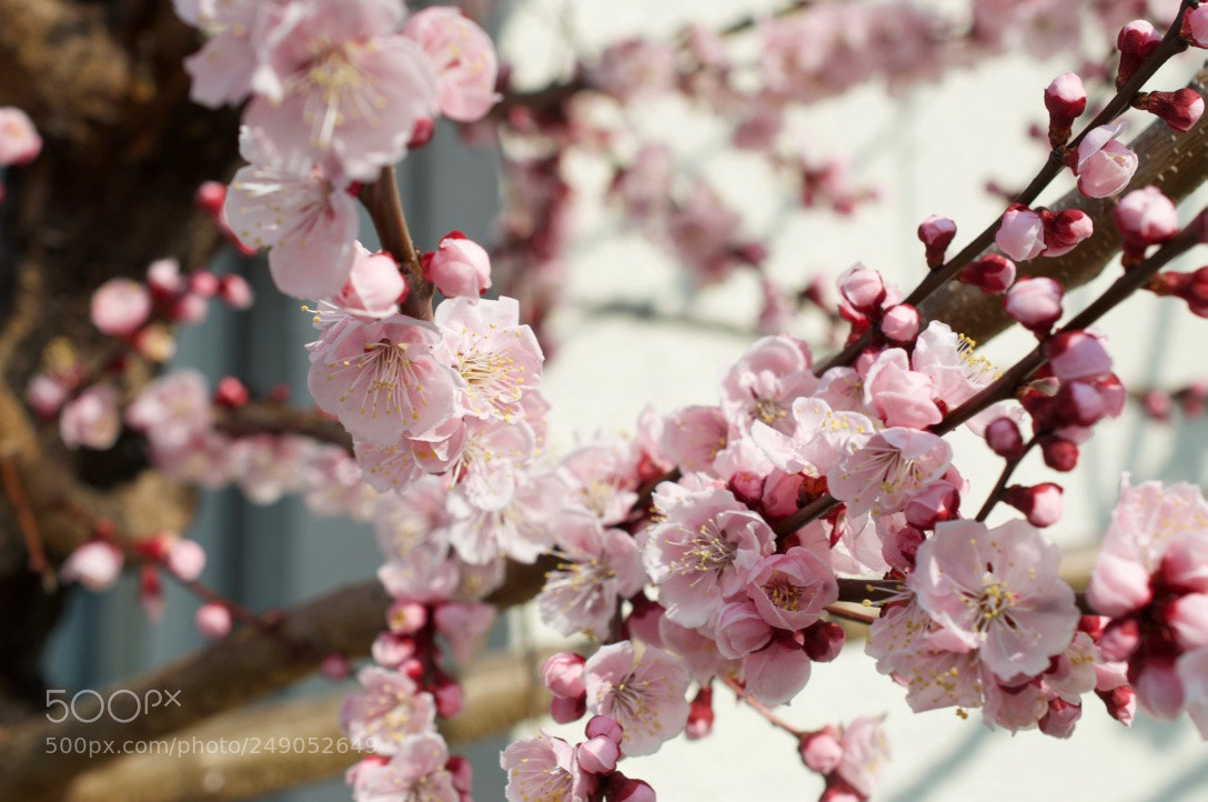 Nikon D90 sample photo. Sakura photography