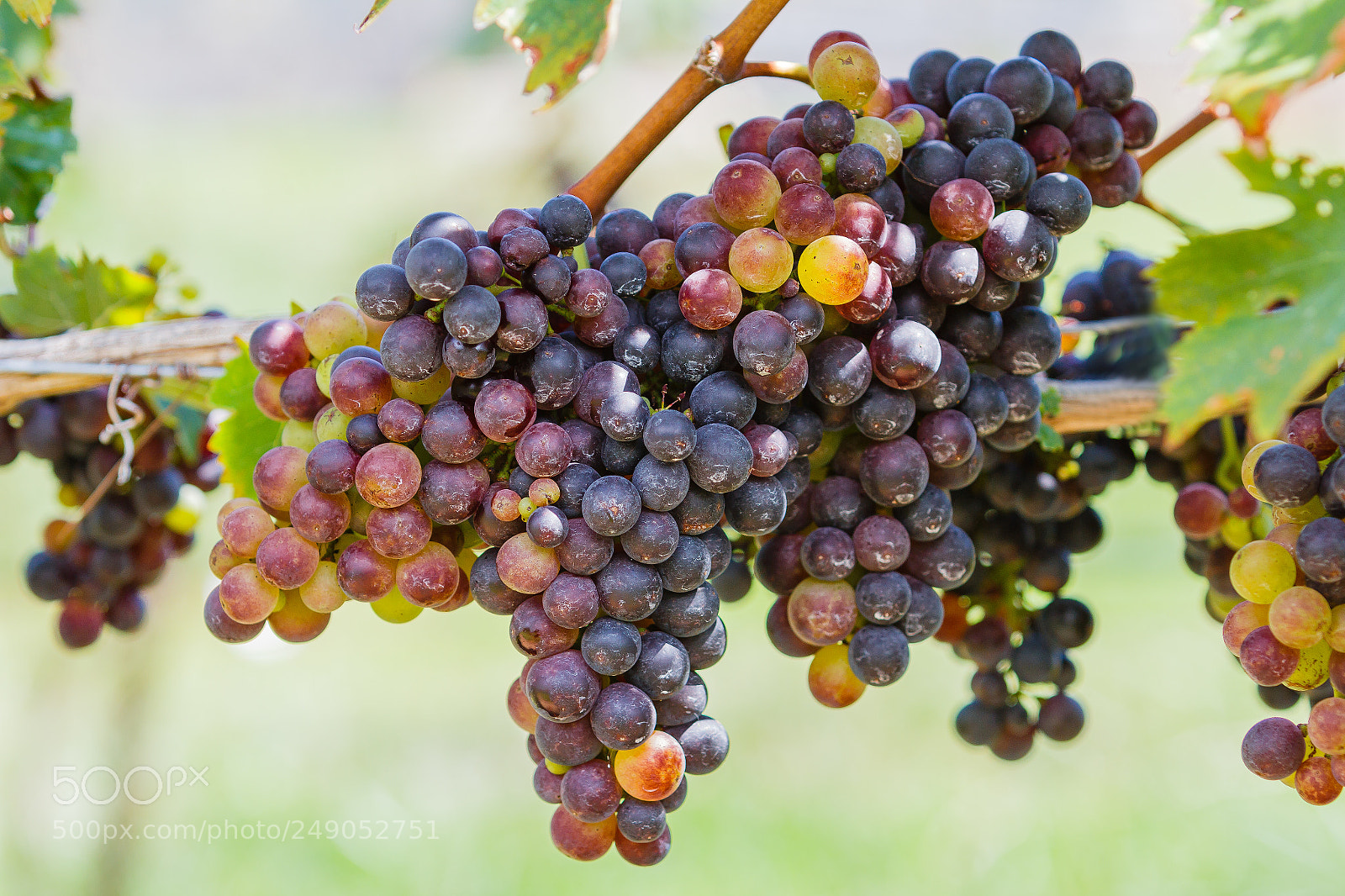 Canon EOS 60D sample photo. Wine grapes photography