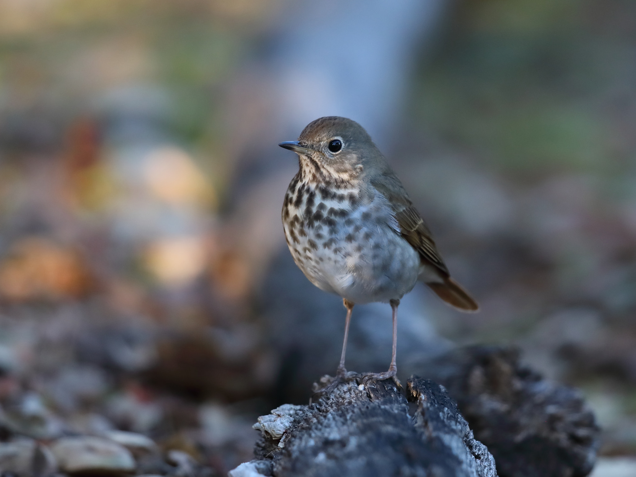 Canon EOS 5D Mark IV + Canon EF 500mm F4L IS II USM sample photo. Hermit thrush photography