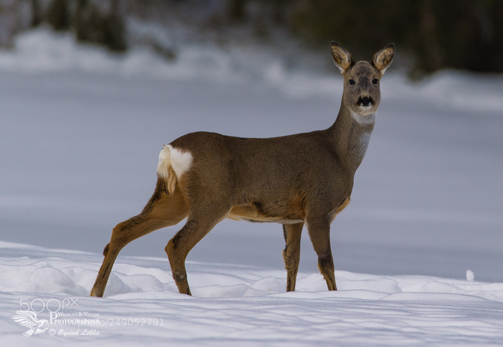 Canon EOS-1D X Mark II sample photo. European roe deer in photography