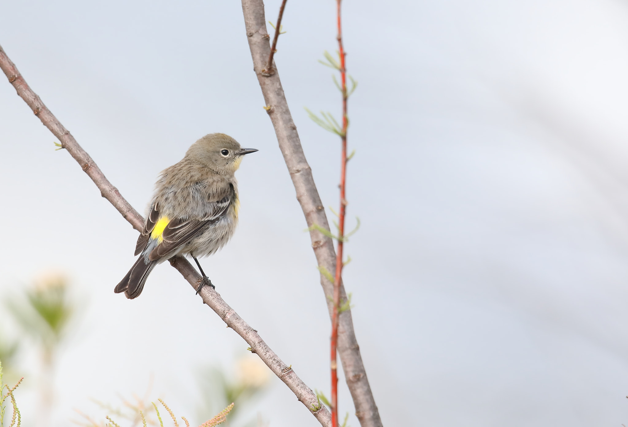 Canon EF 500mm F4L IS II USM sample photo. Yellow-rumped warbler photography